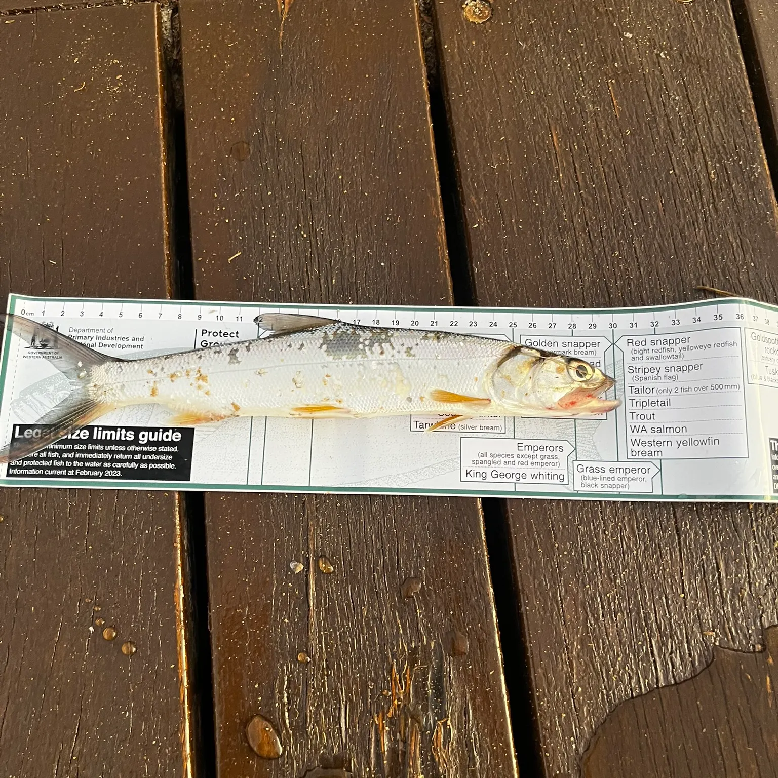 The most recent Hawaiian ladyfish catches on Fishbrain