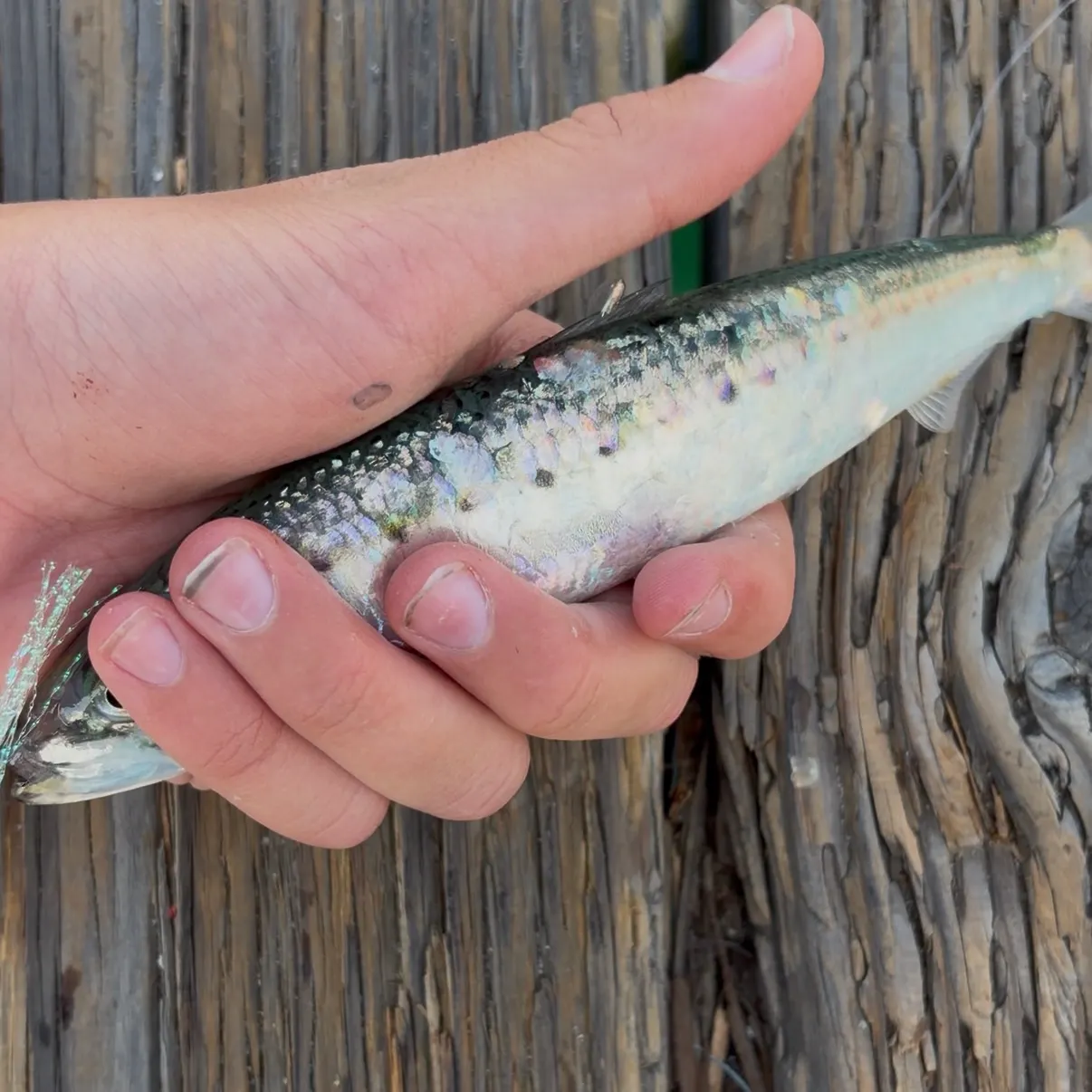 The most recent Pacific sardine catches on Fishbrain