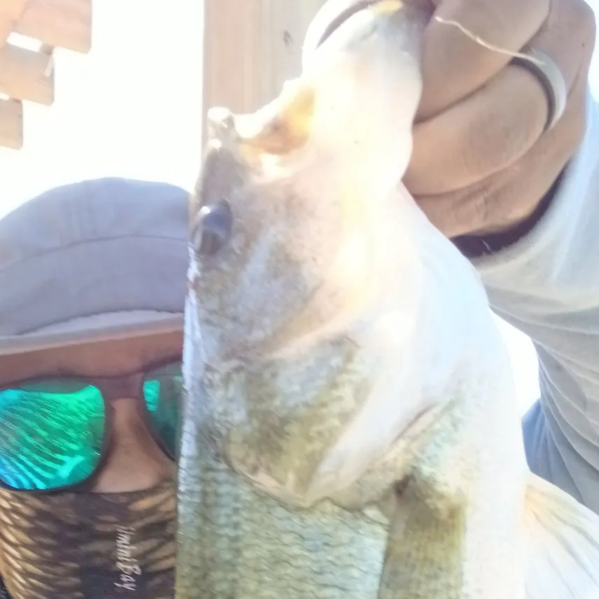Spotted bass caught on Fishbrain