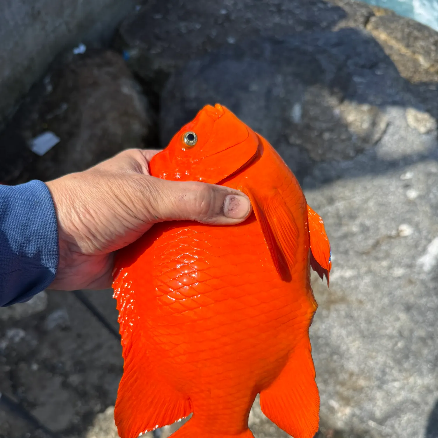 The most recent Garibaldi damselfish catches on Fishbrain