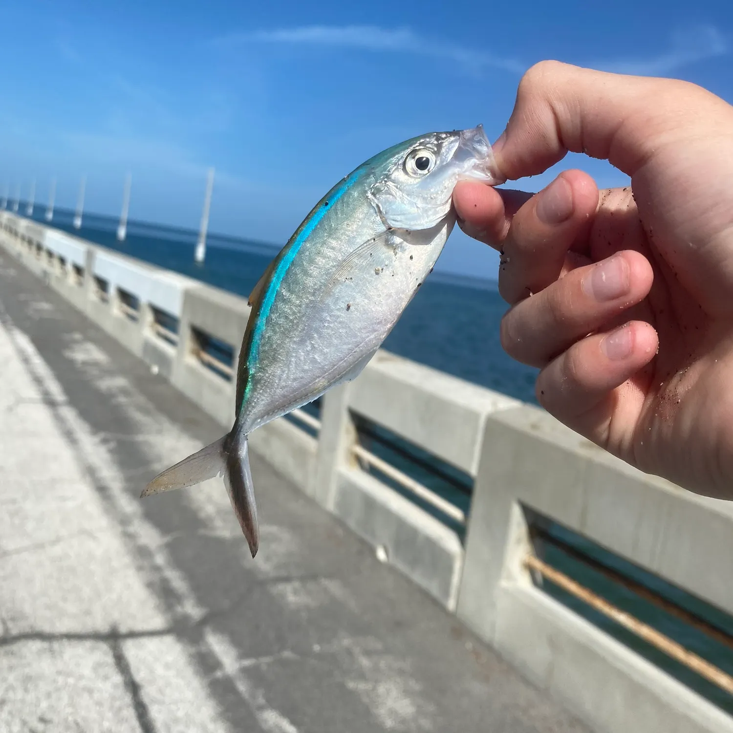 The most recent Bar jack catches on Fishbrain