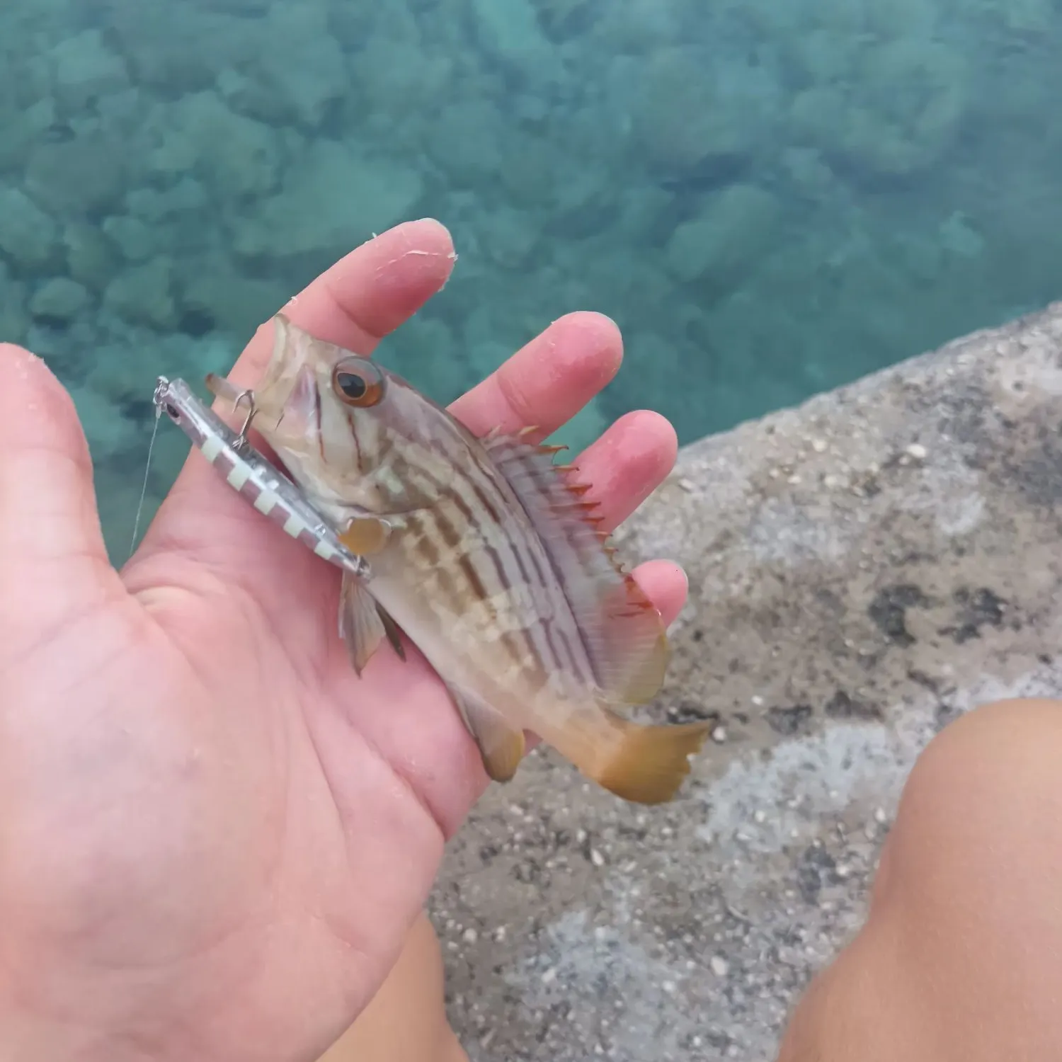 The most recent Goldblotched grouper catches on Fishbrain