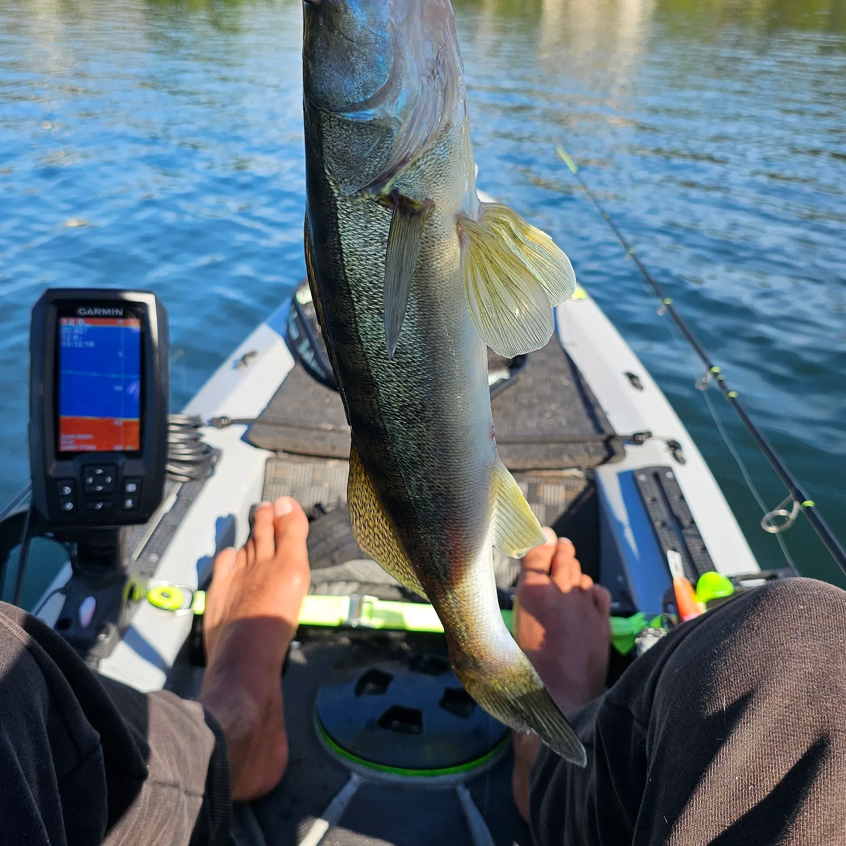 Zander caught on Fishbrain