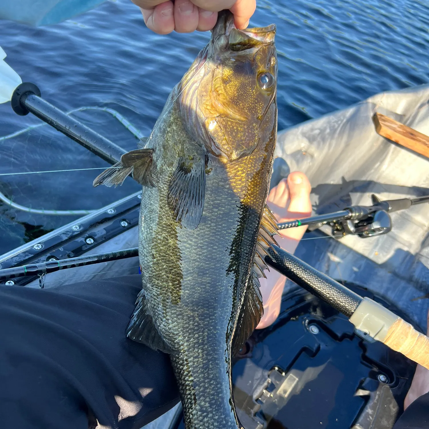 Smallmouth bass caught on Fishbrain