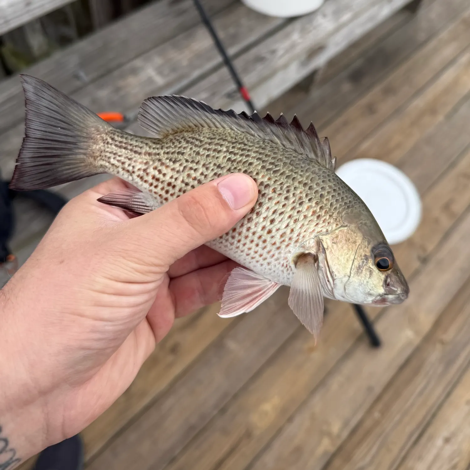 The most recent Mangrove snapper catches on Fishbrain