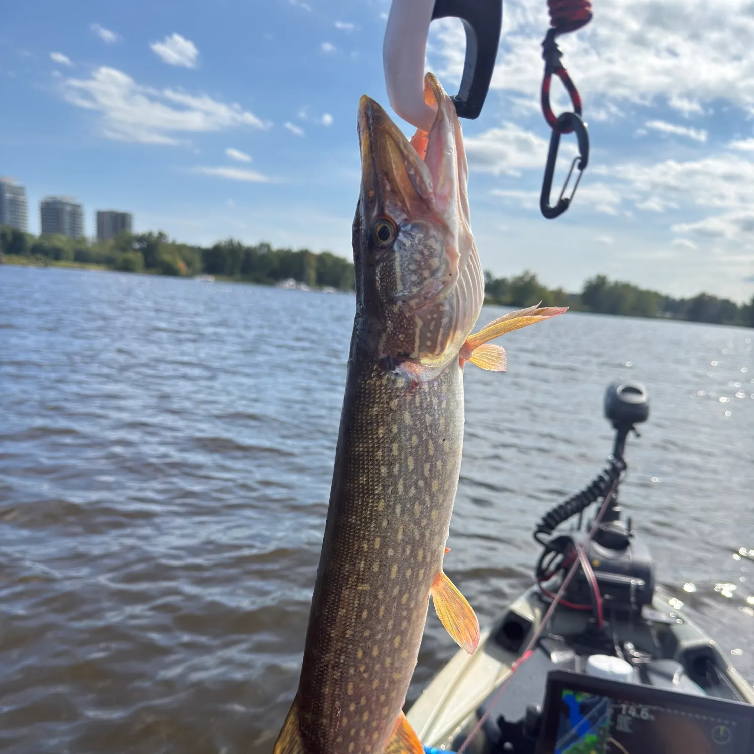 Northern pike caught on Fishbrain