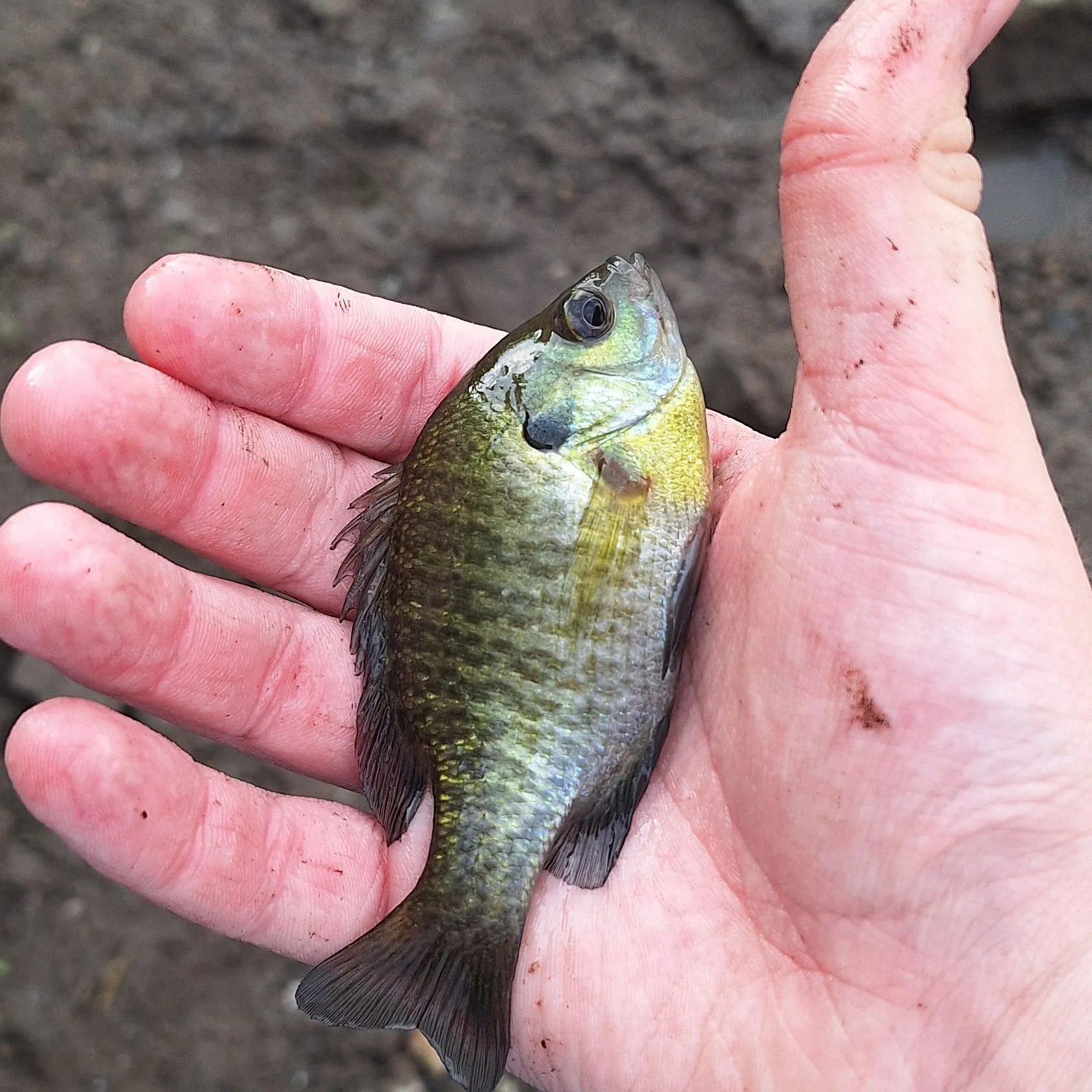 Bluegill caught on Fishbrain