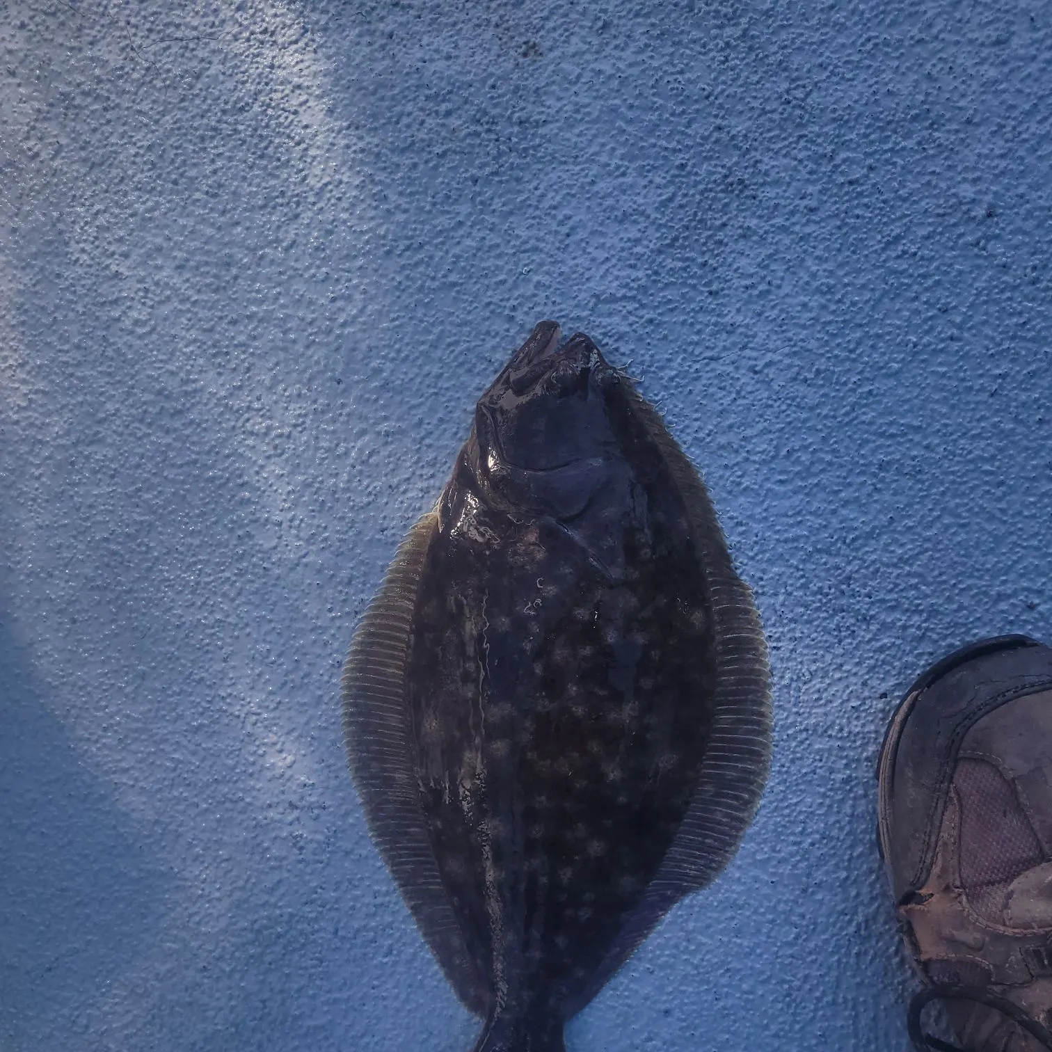 Summer flounder caught on Fishbrain