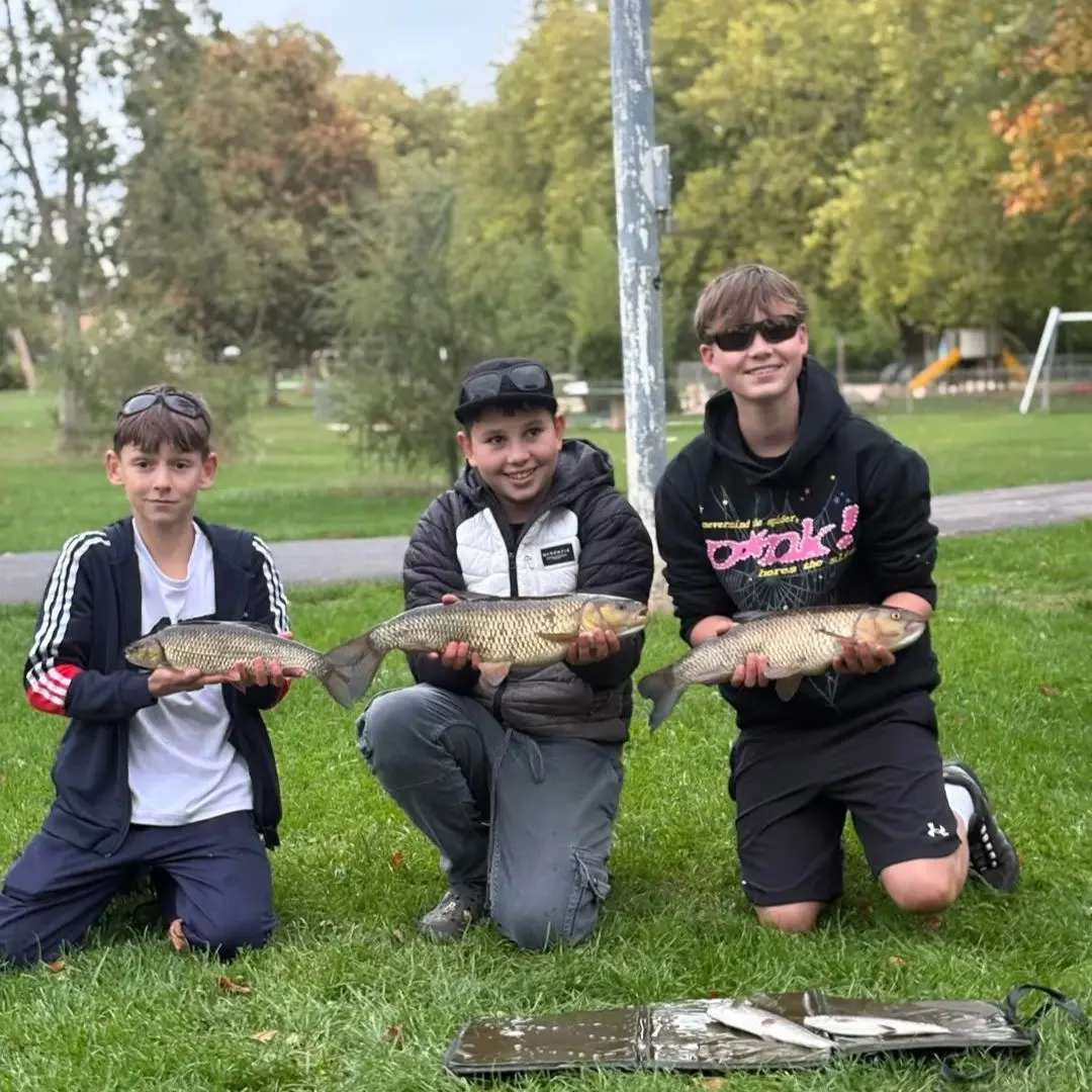 European chub caught on Fishbrain