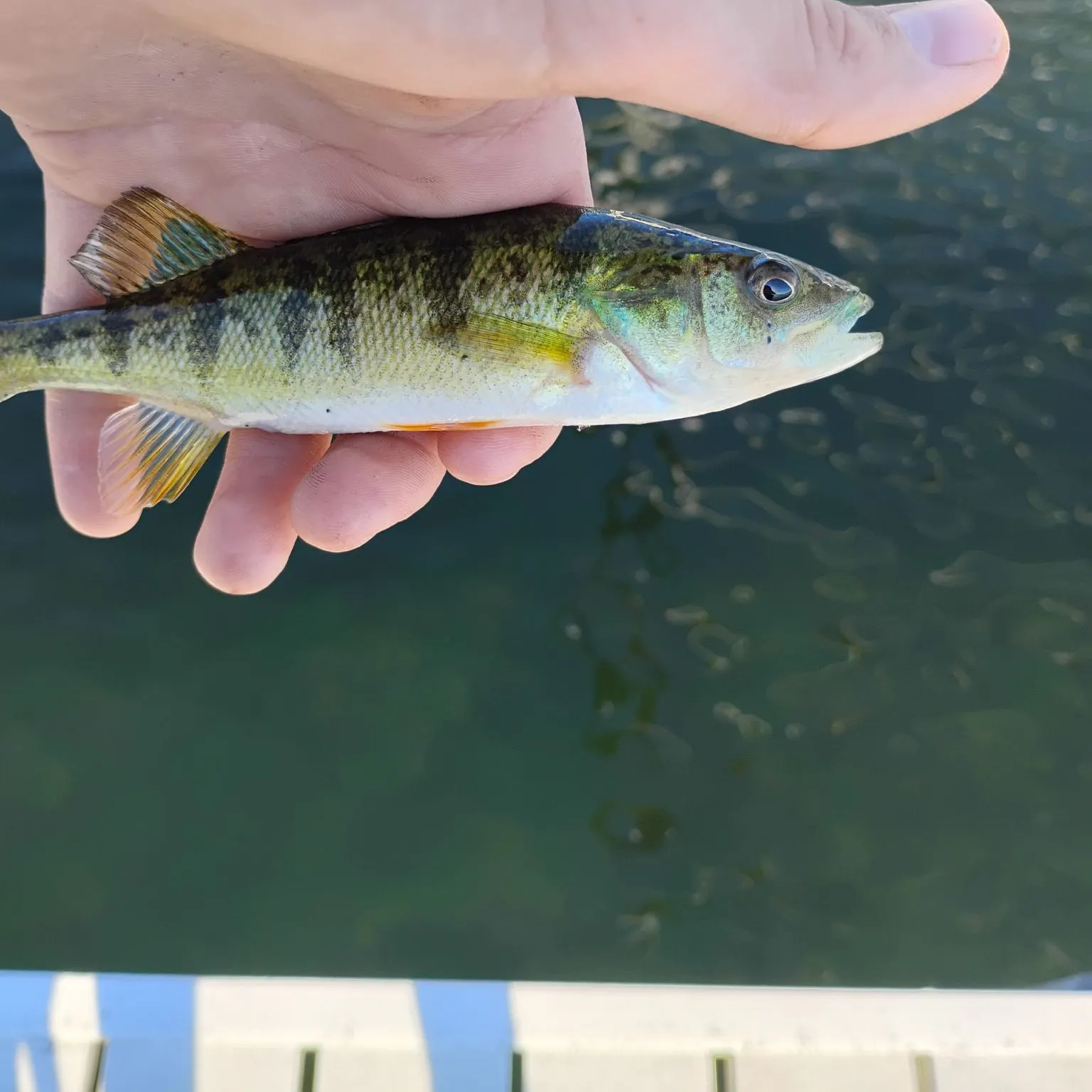 Yellow perch caught on Fishbrain
