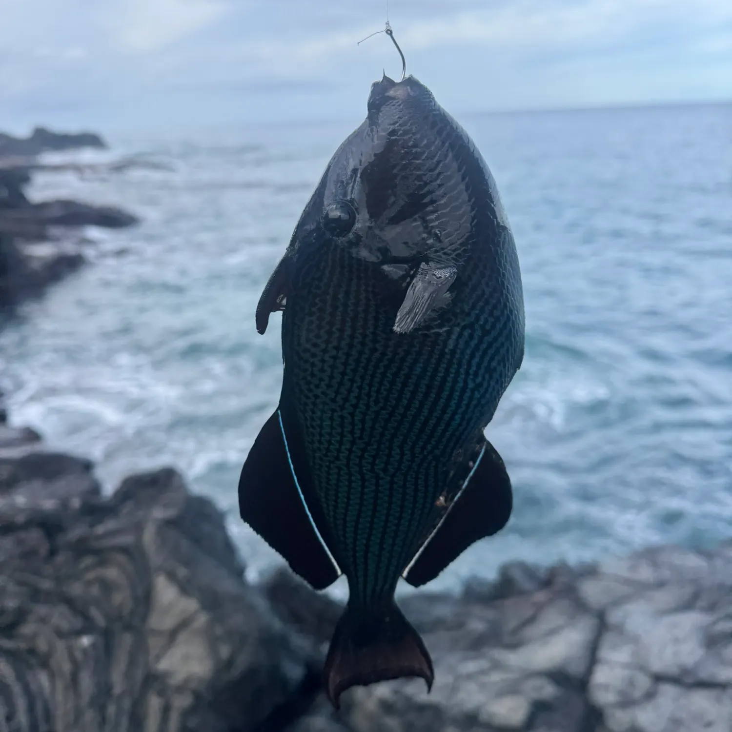 The most recent Black triggerfish catches on Fishbrain