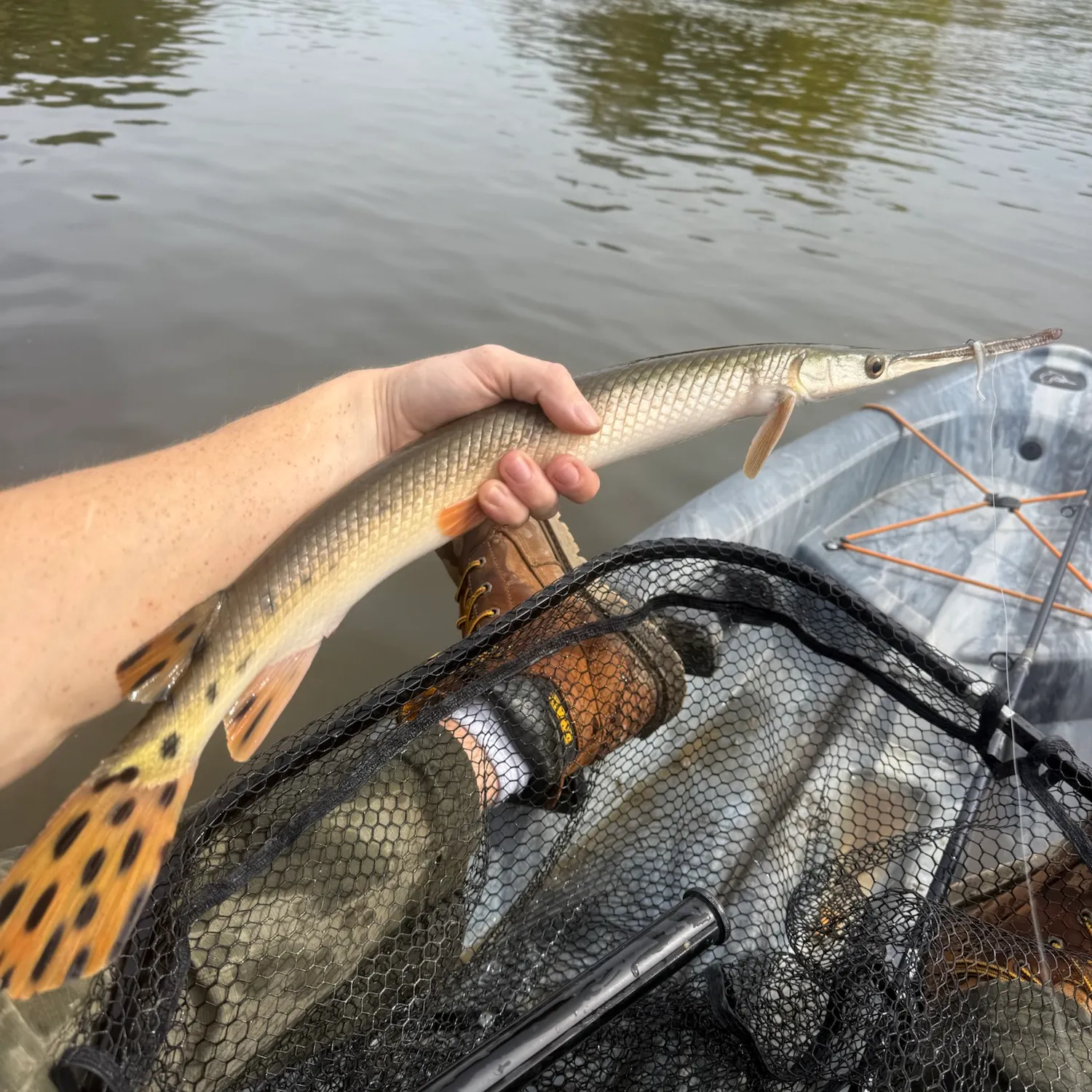 Longnose gar caught on Fishbrain