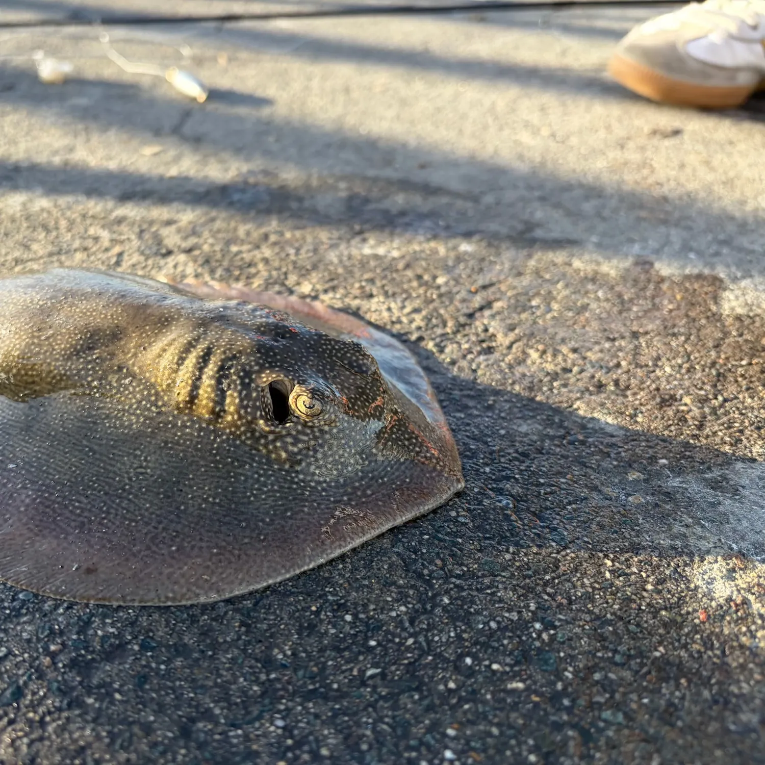 Haller's round ray caught on Fishbrain