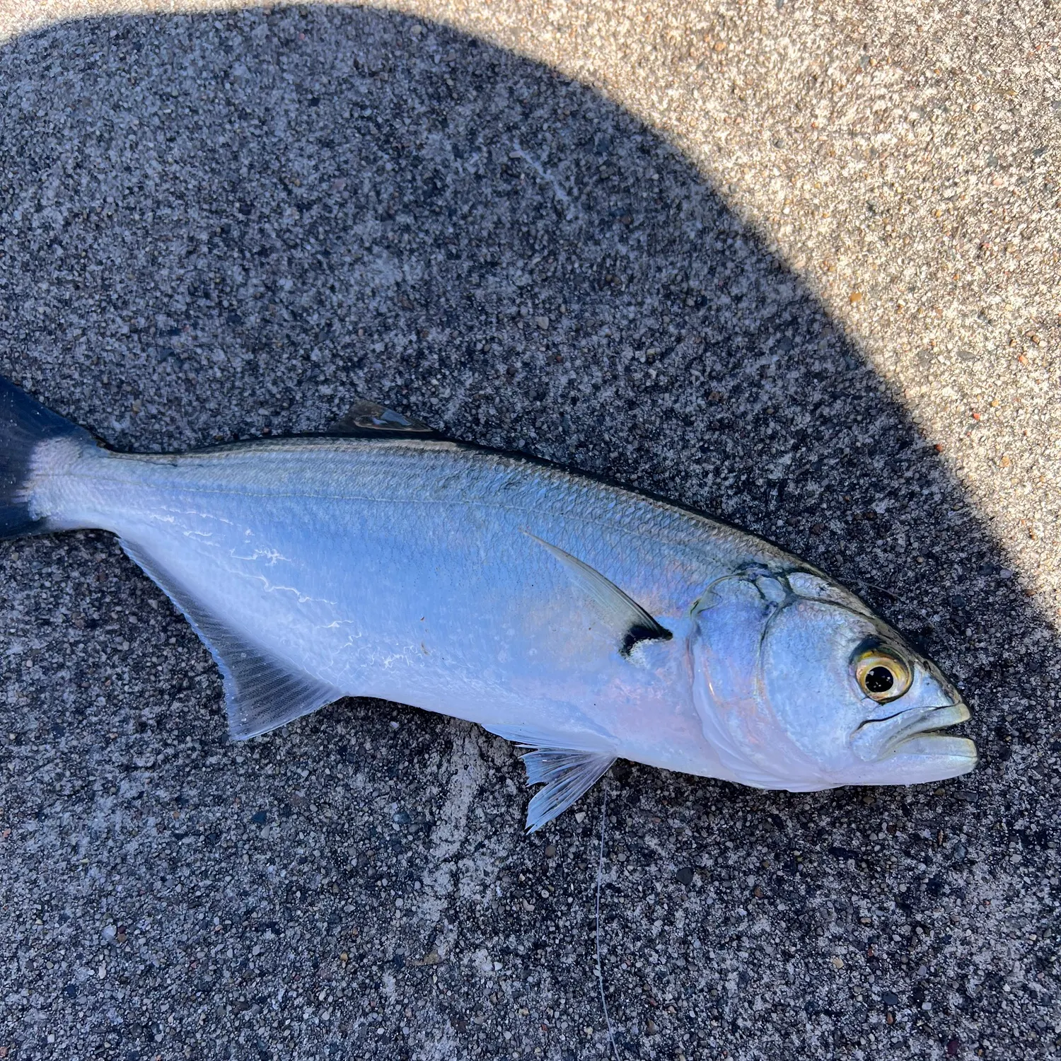 Bluefish caught on Fishbrain