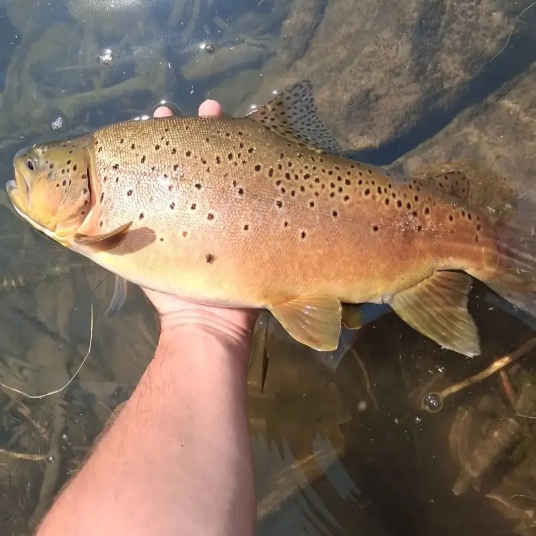 Brown trout caught on Fishbrain