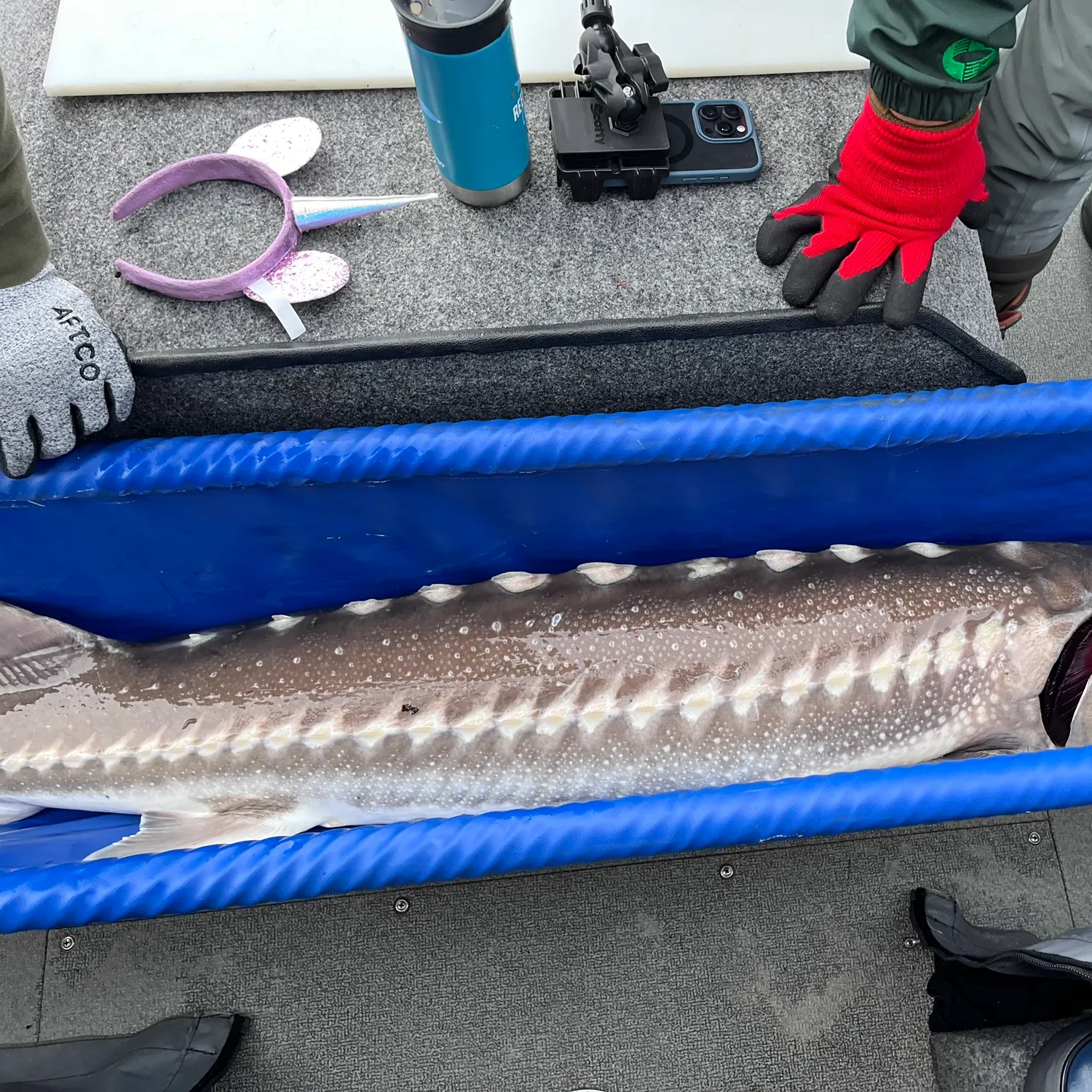 The most recent White sturgeon catches on Fishbrain
