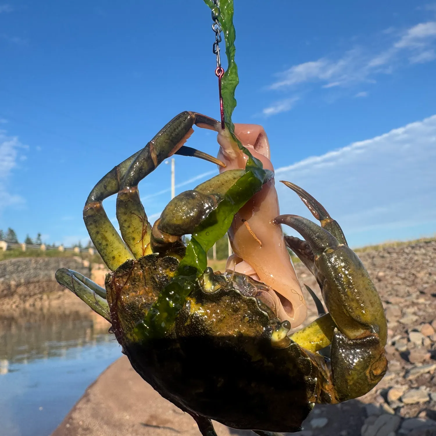Green crab caught on Fishbrain