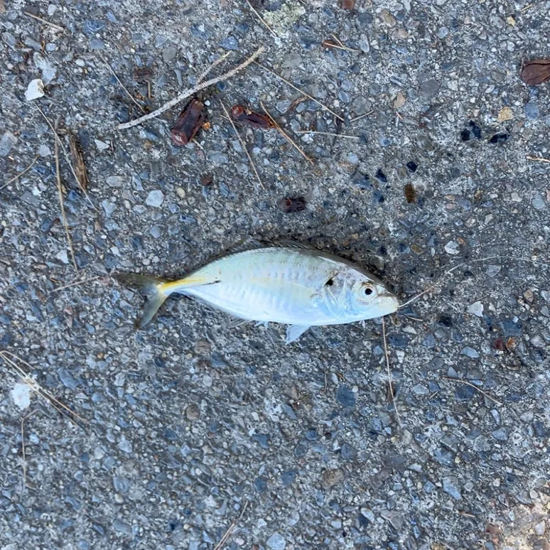 The most recent Yellowtail scad catches on Fishbrain