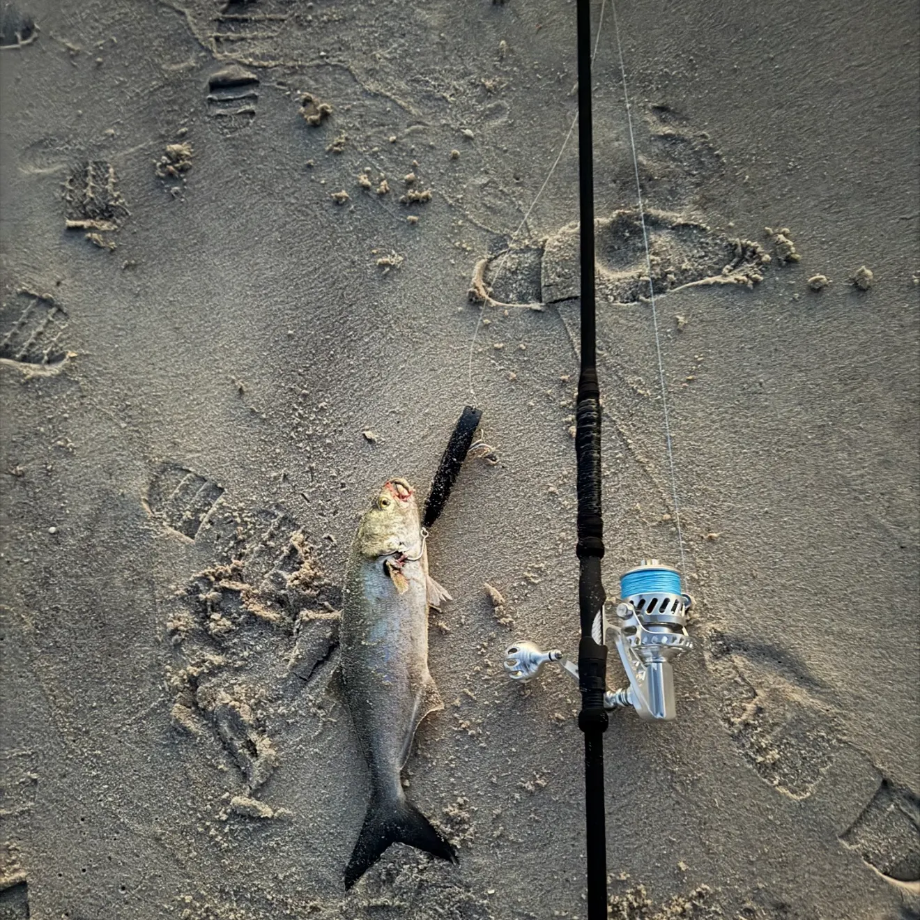 Bluefish caught on Fishbrain