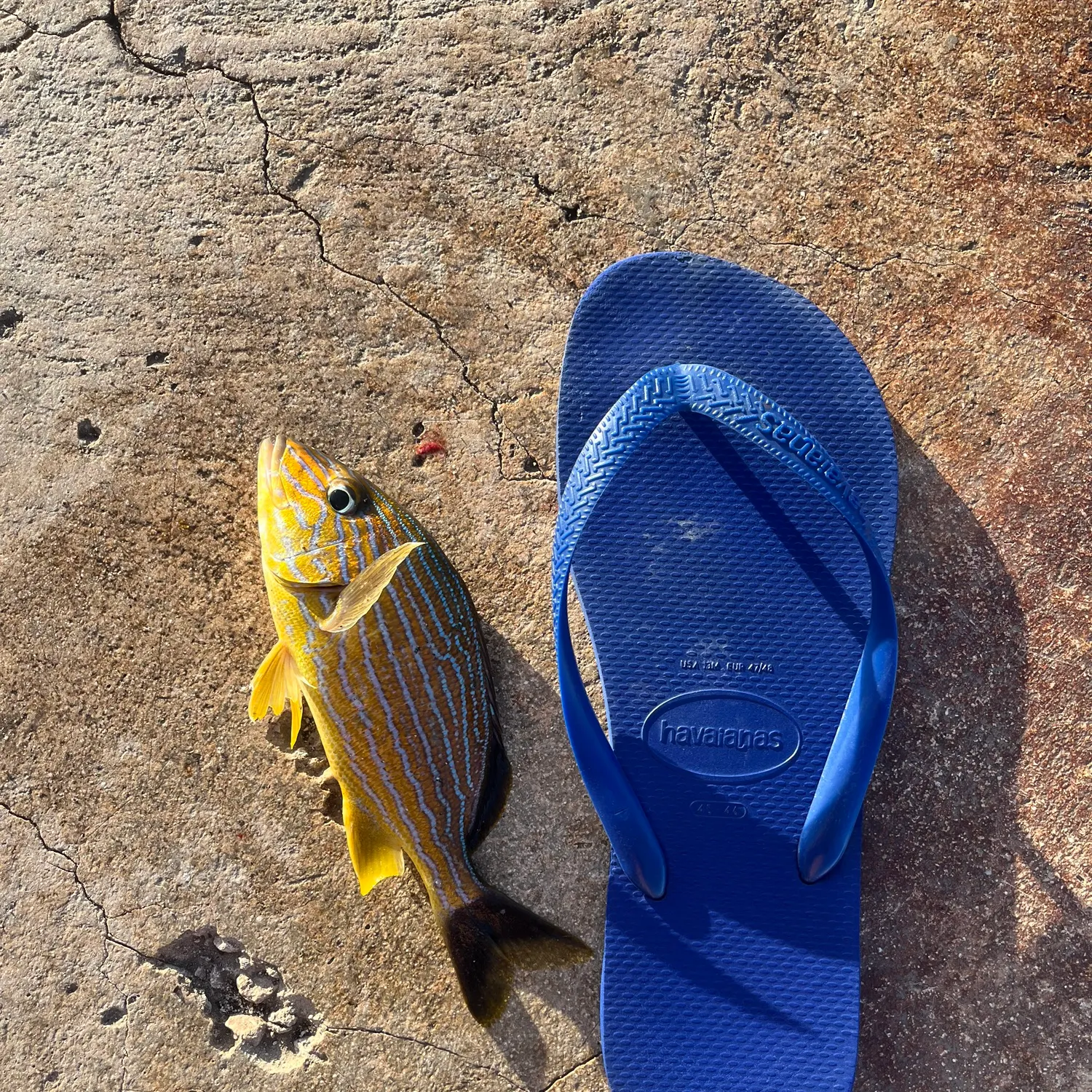 Bluestriped grunt caught on Fishbrain