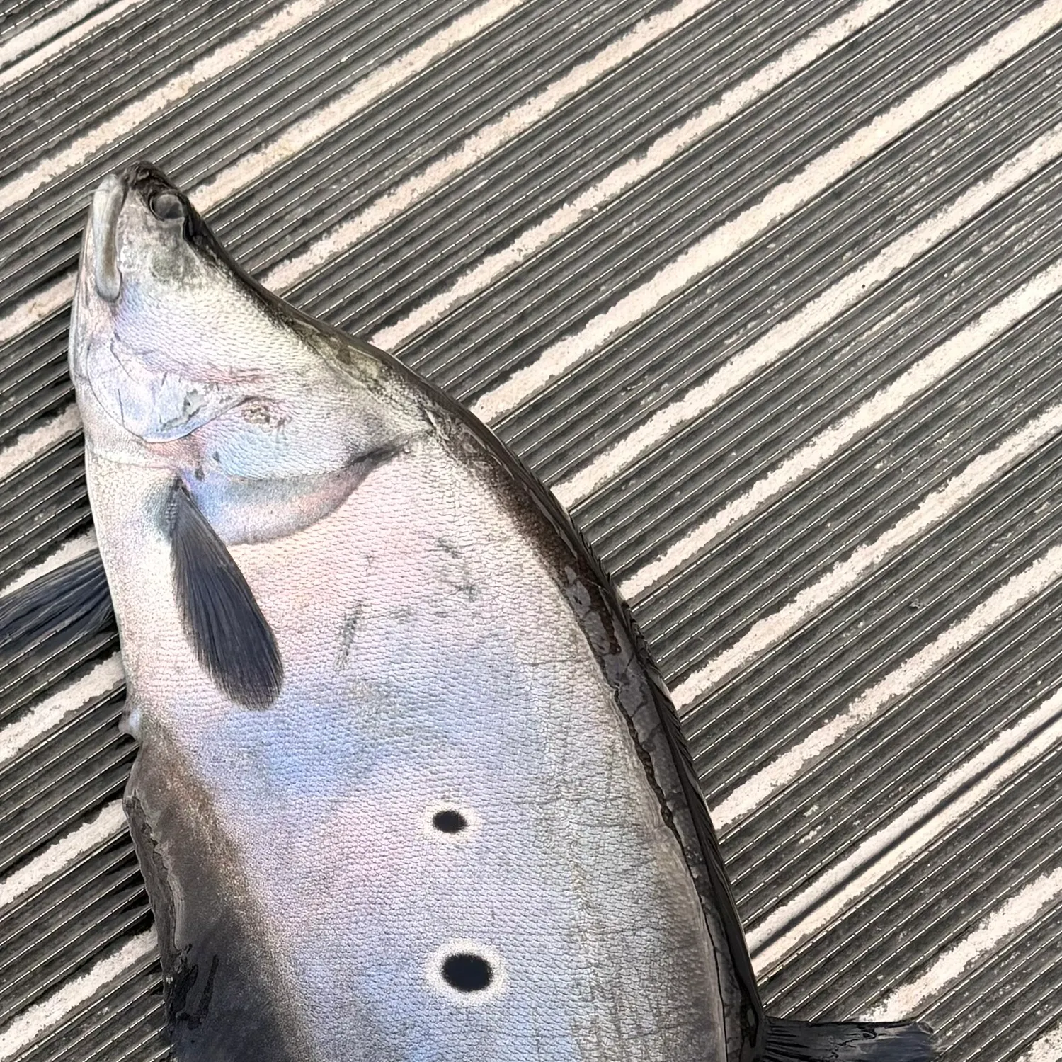 The most recent Clown knifefish catches on Fishbrain