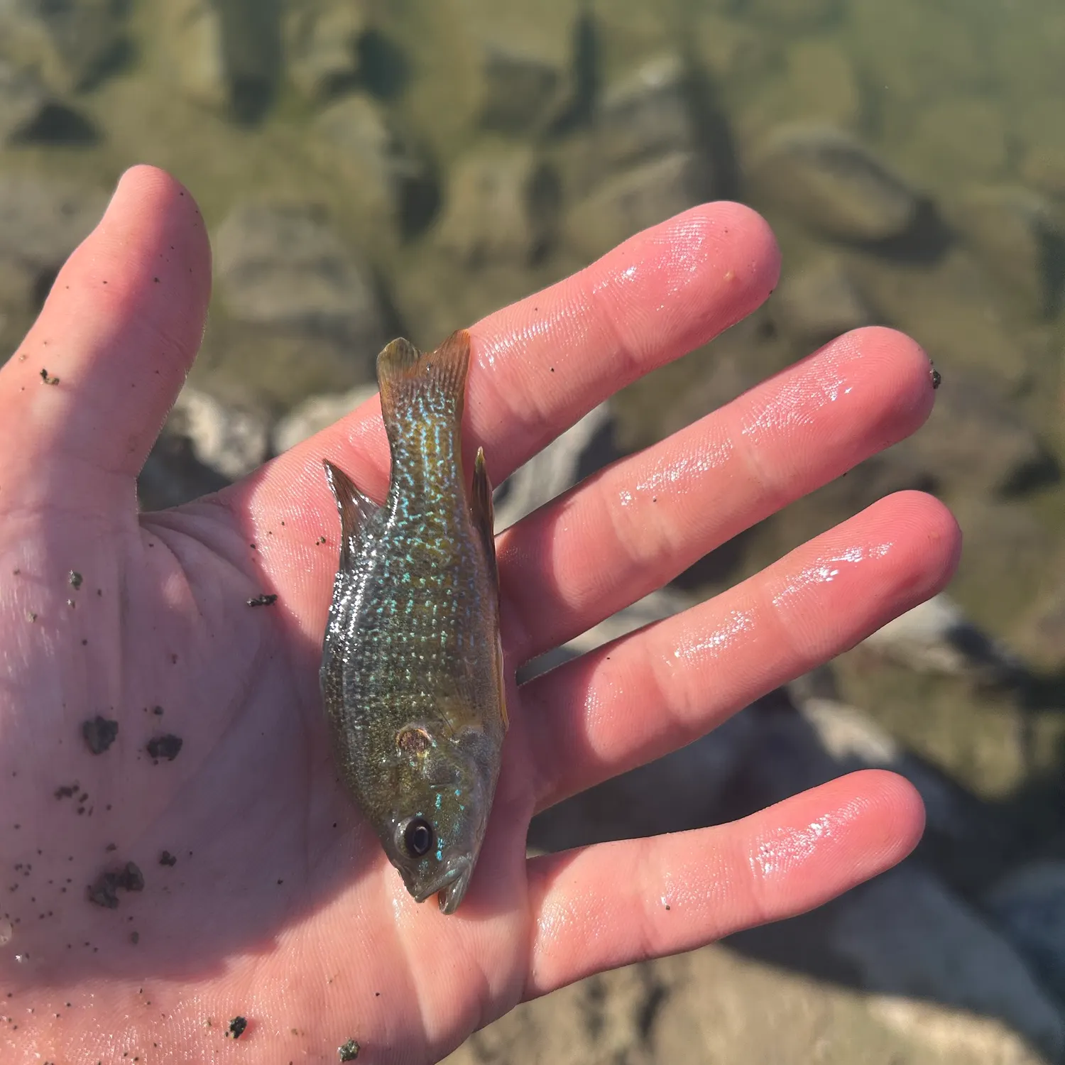 Green sunfish caught on Fishbrain
