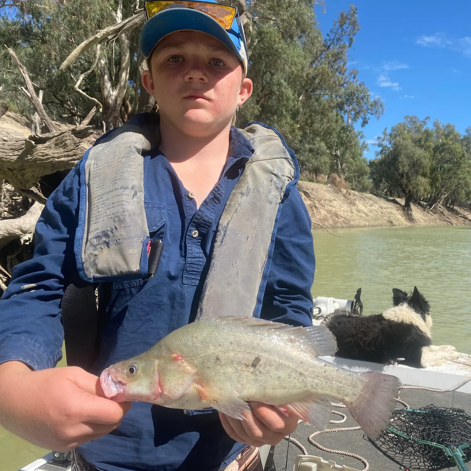 Golden perch caught on Fishbrain