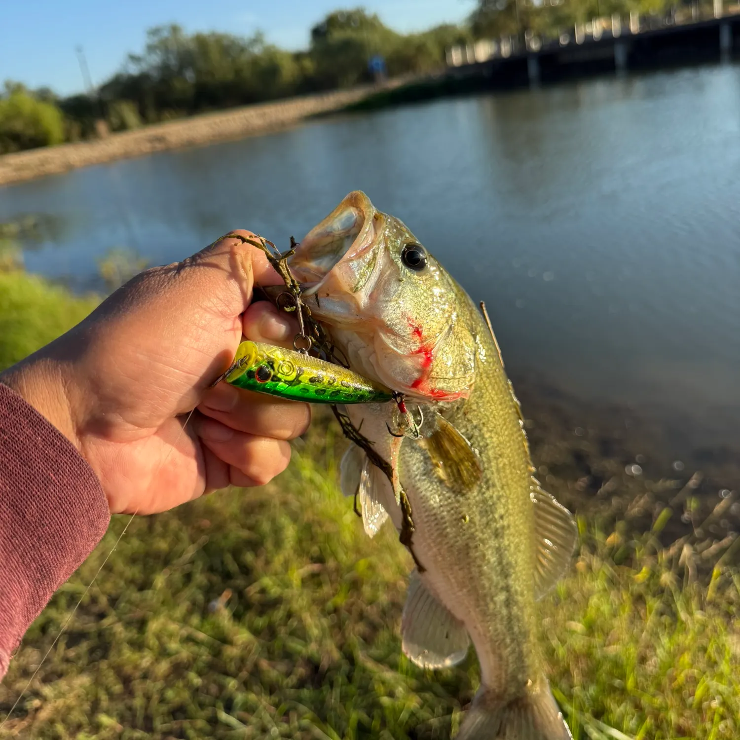 Largemouth bass caught on Fishbrain
