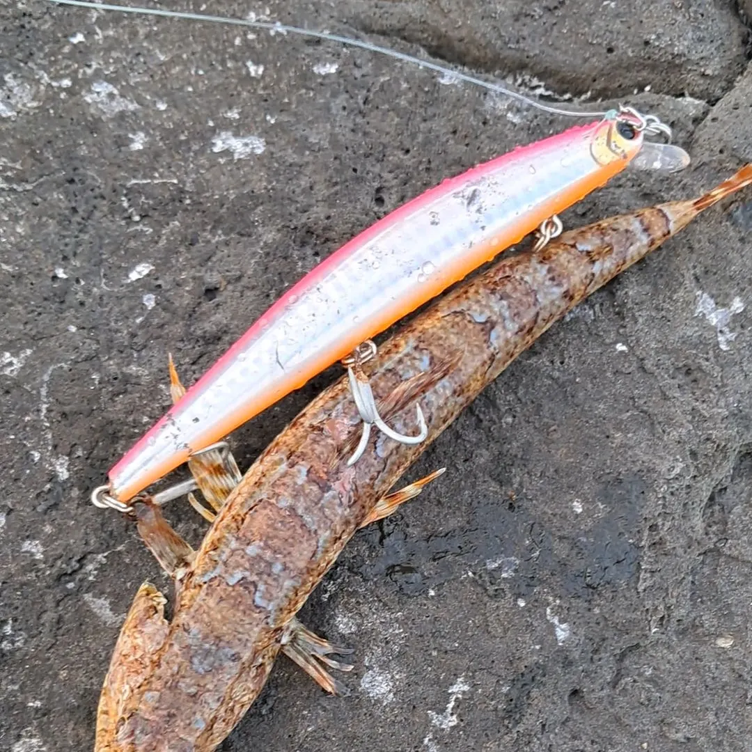 The most recent Inshore lizardfish catches on Fishbrain