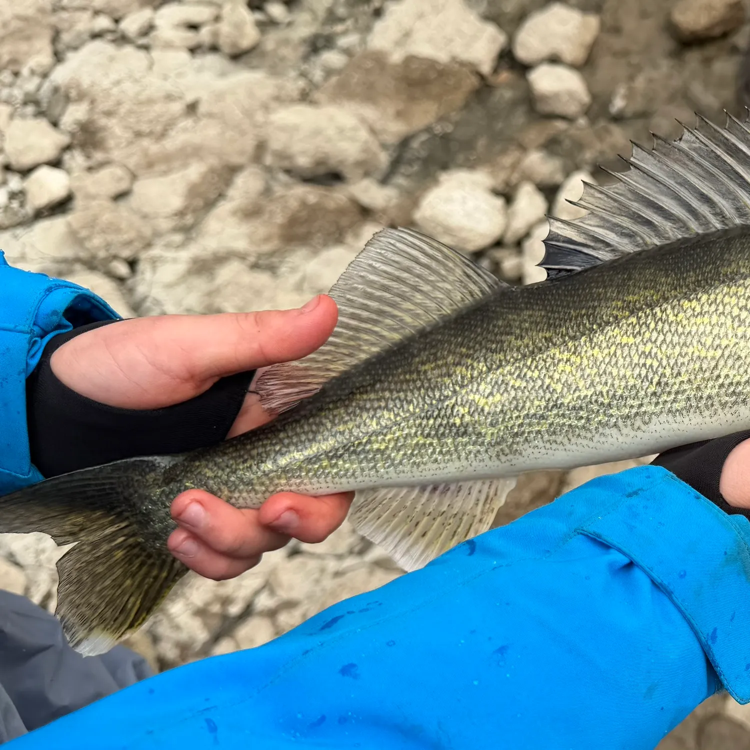 Walleye caught on Fishbrain