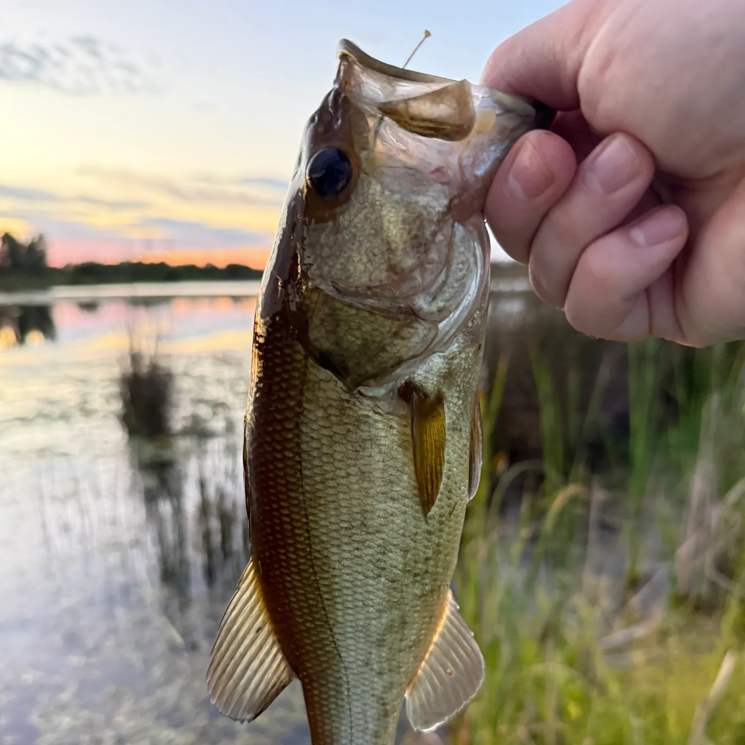 Largemouth bass caught on Fishbrain