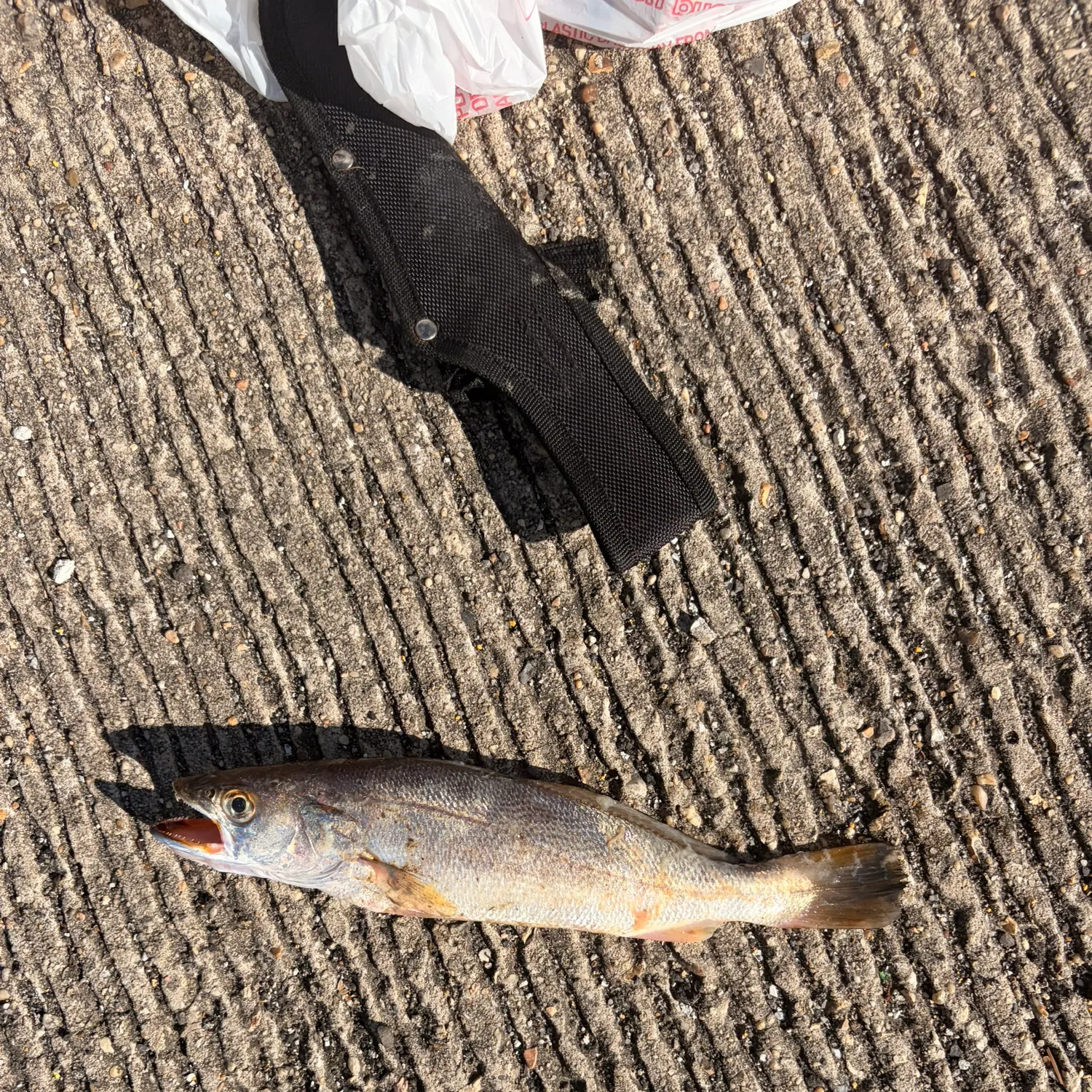 Sand seatrout caught on Fishbrain