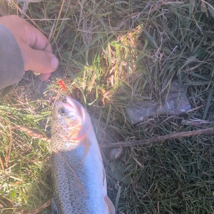 Rainbow trout caught on Fishbrain
