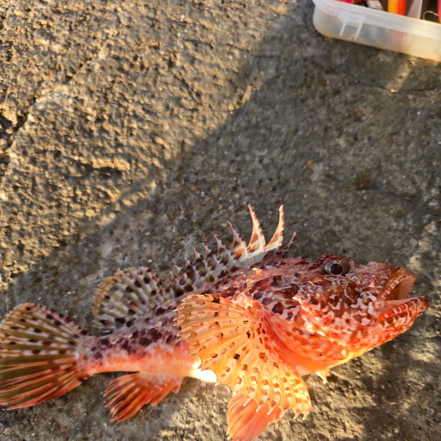 The most recent White seabream catches on Fishbrain