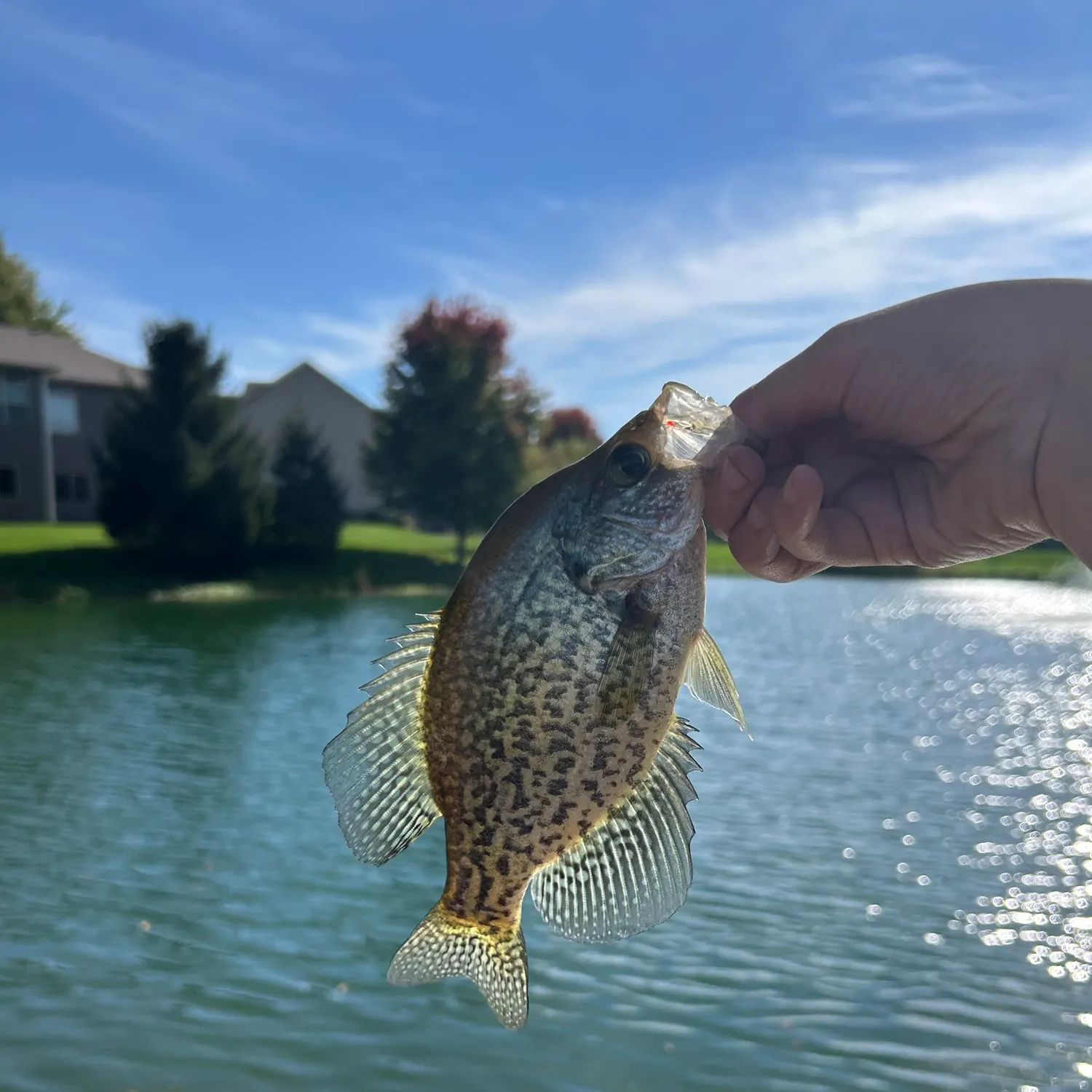 Black crappie caught on Fishbrain