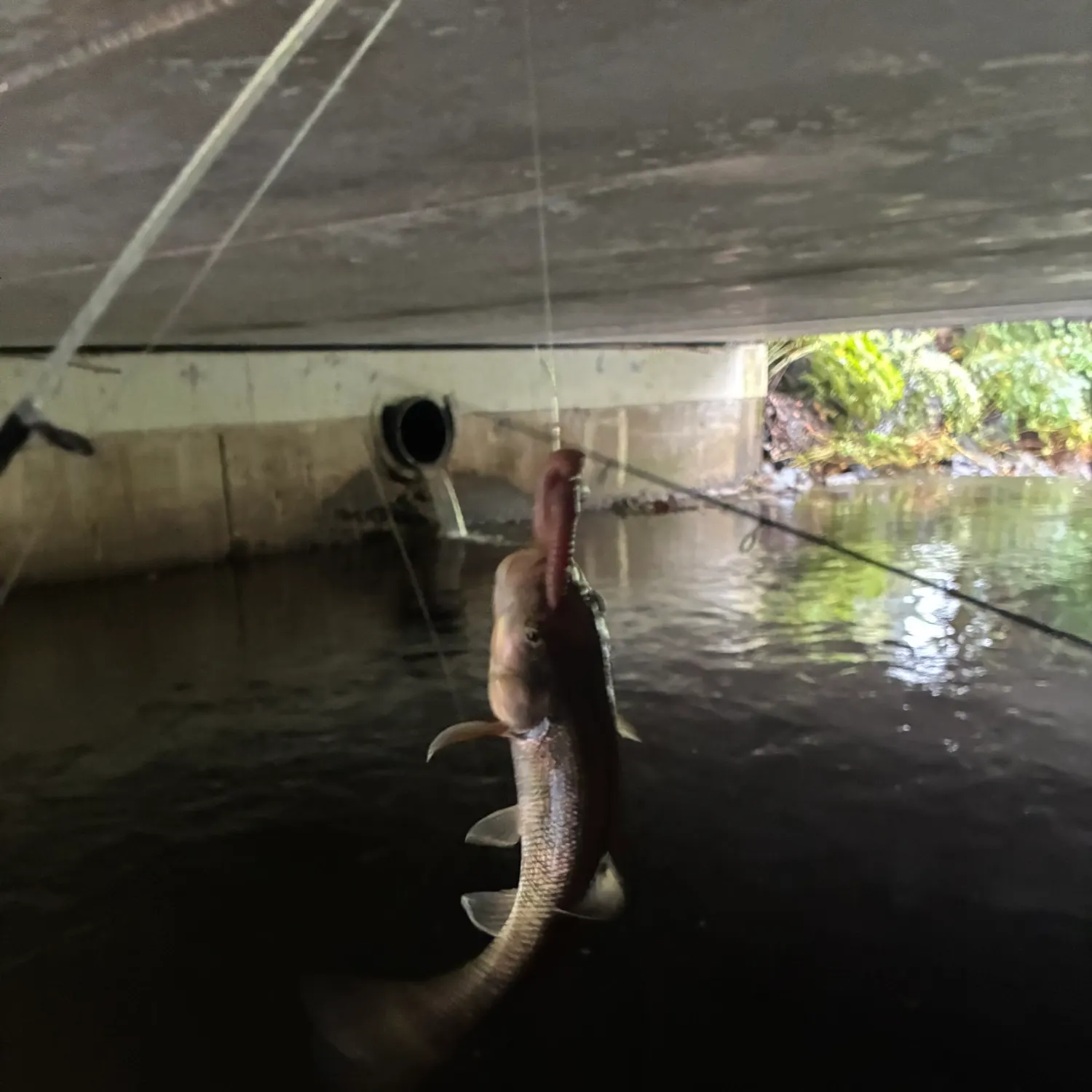 Fish caught on Fishbrain