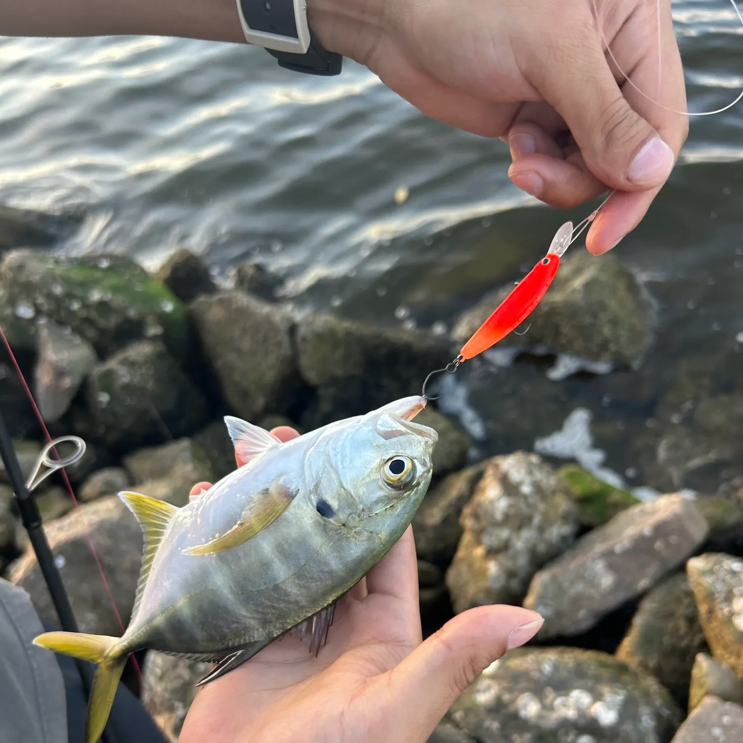 The most recent Crevalle jack catches on Fishbrain