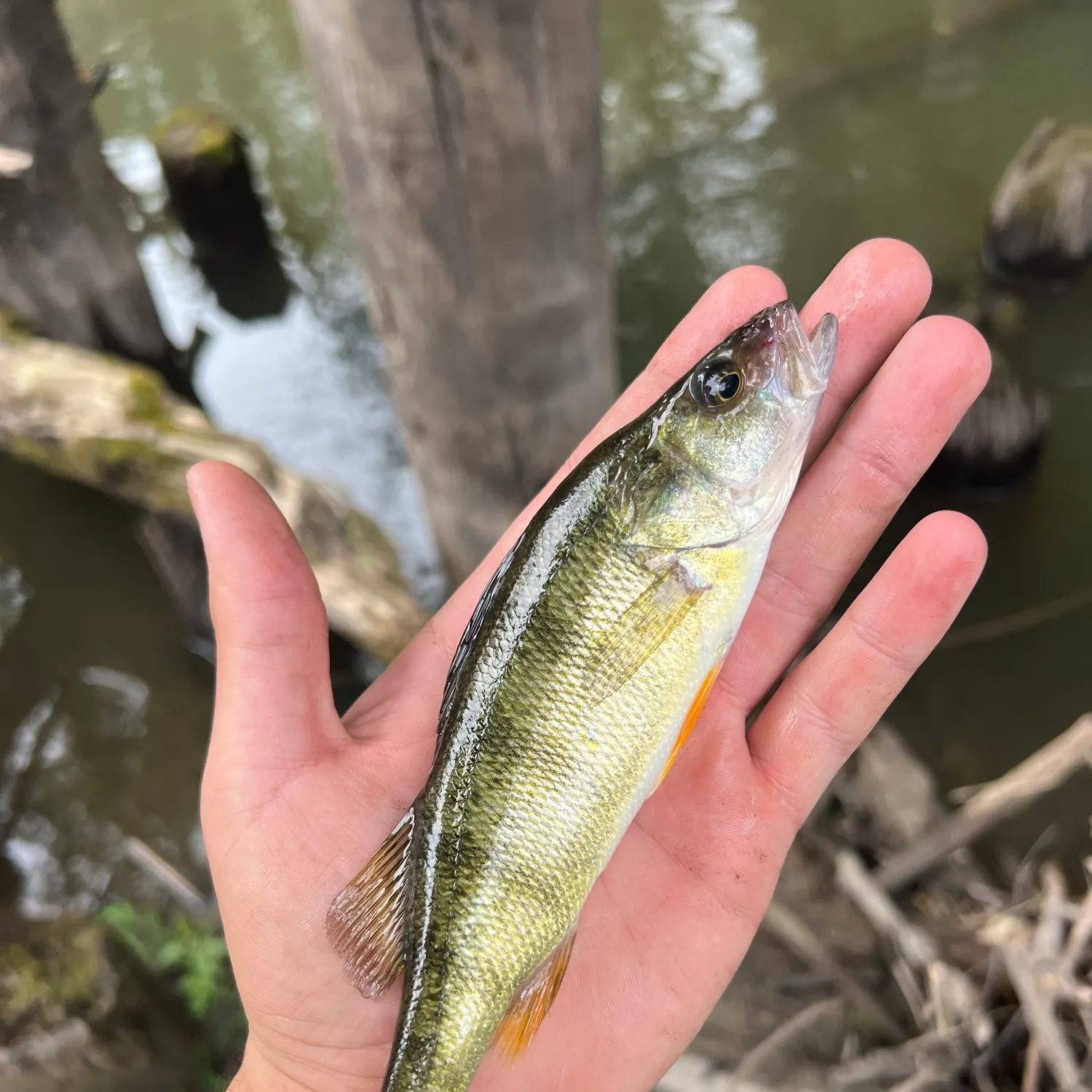 Yellow perch caught on Fishbrain