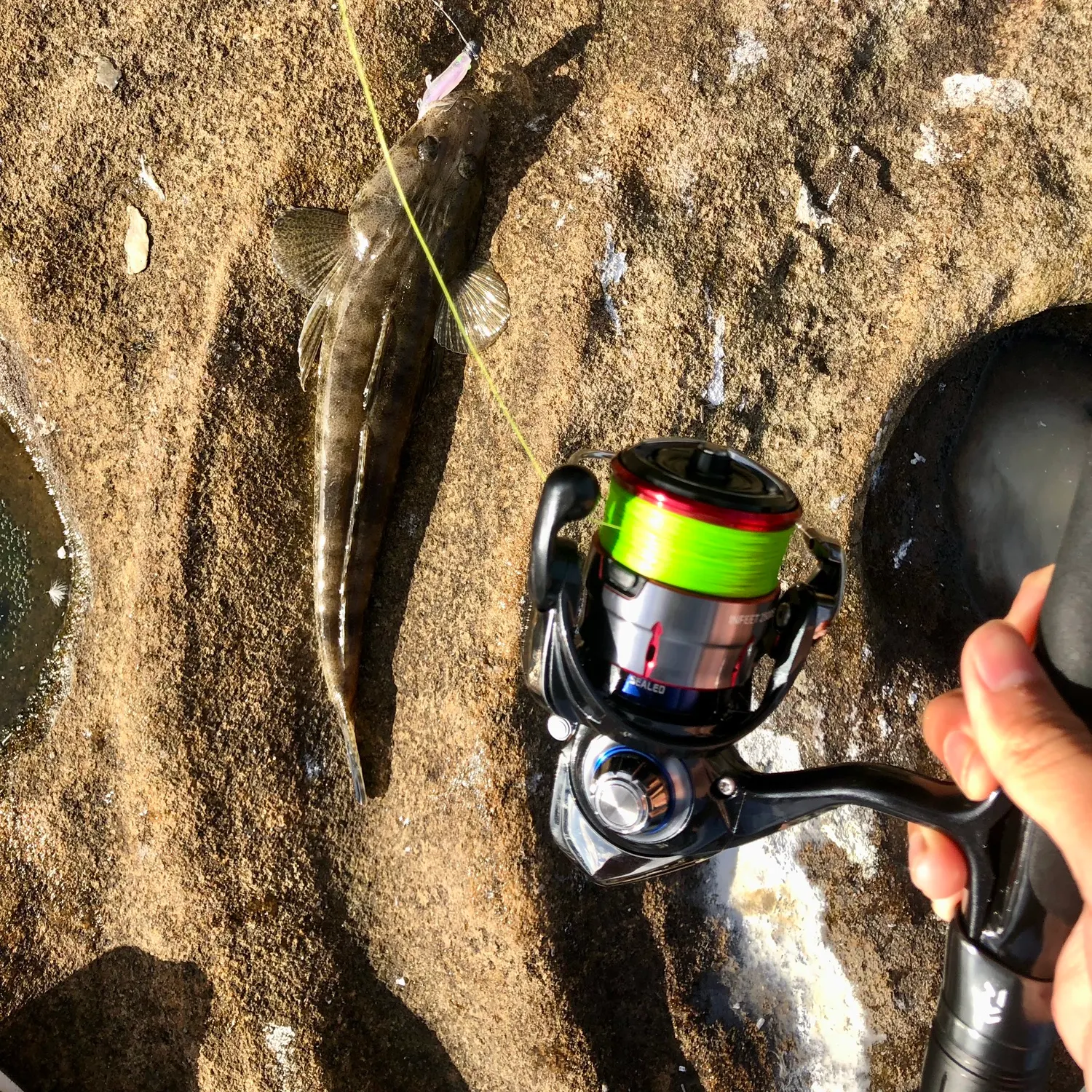 The most recent Dusky flathead catches on Fishbrain