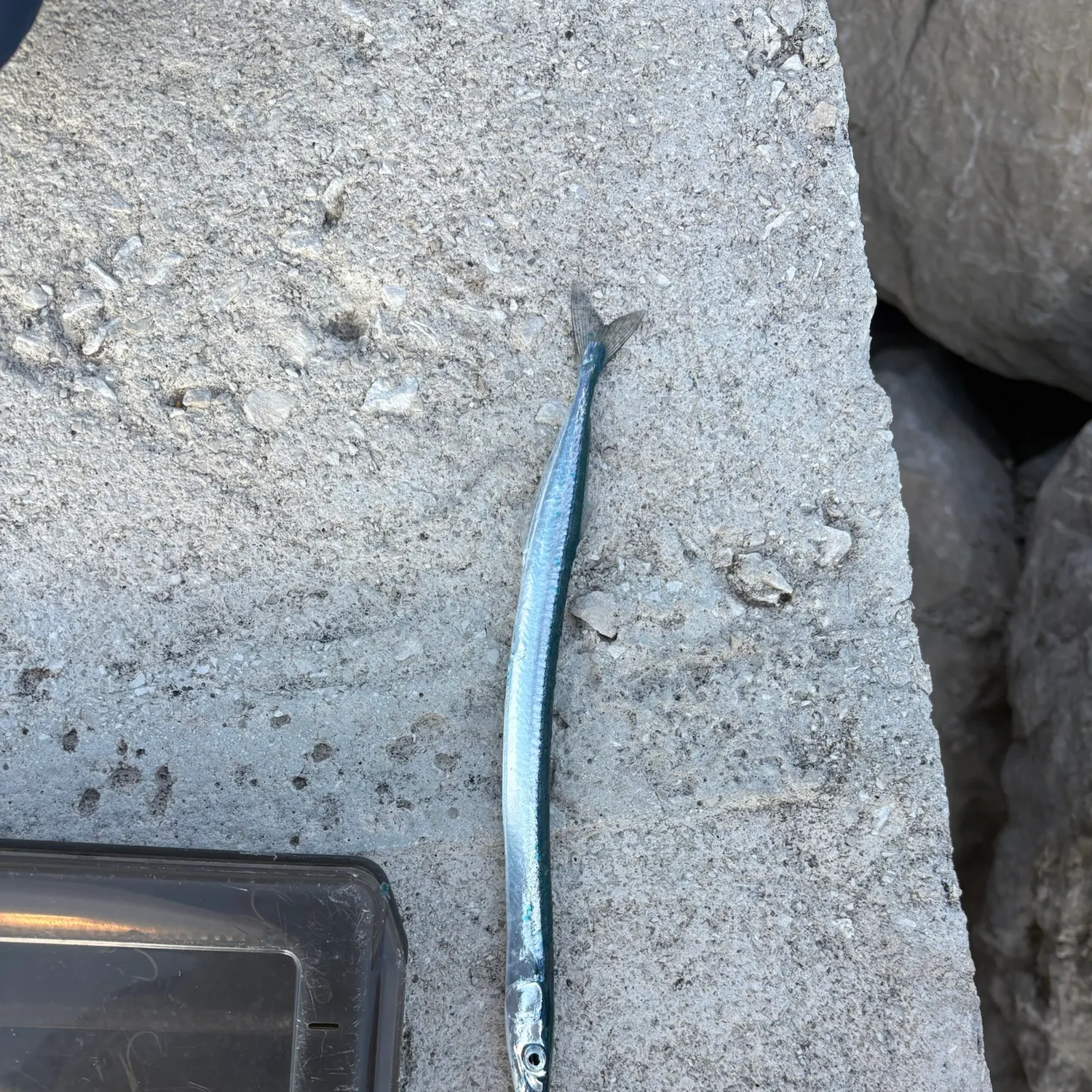 The most recent European garfish catches on Fishbrain