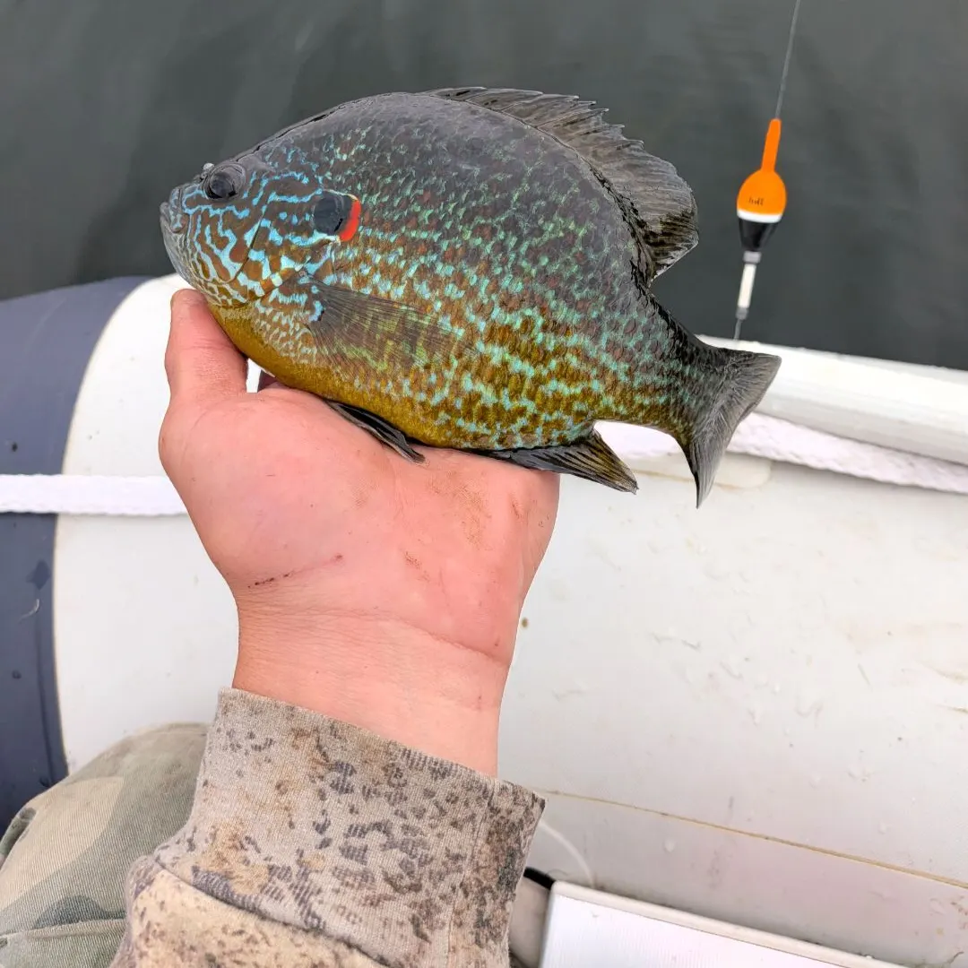 Pumpkinseed caught on Fishbrain