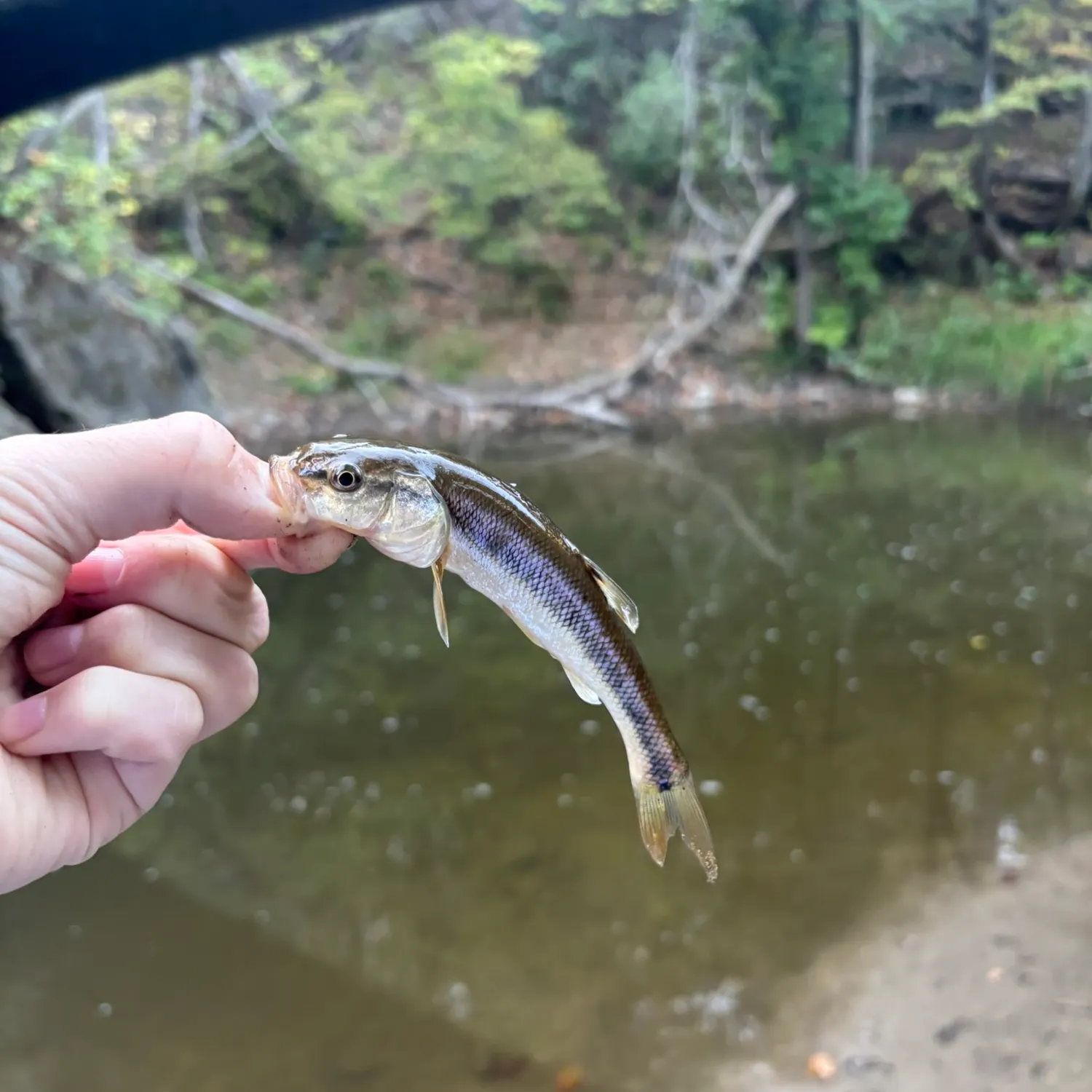 Creek chub caught on Fishbrain