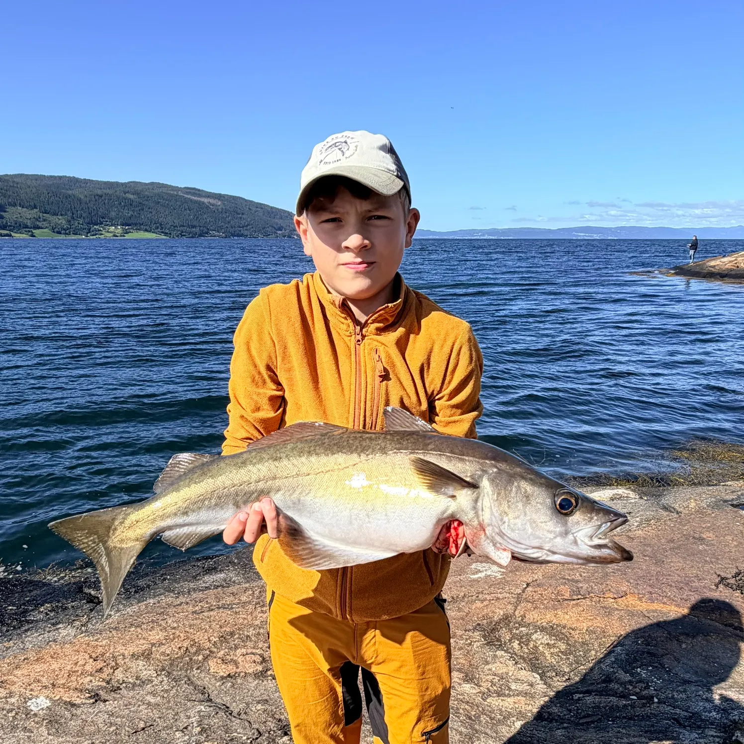 Pollack caught on Fishbrain