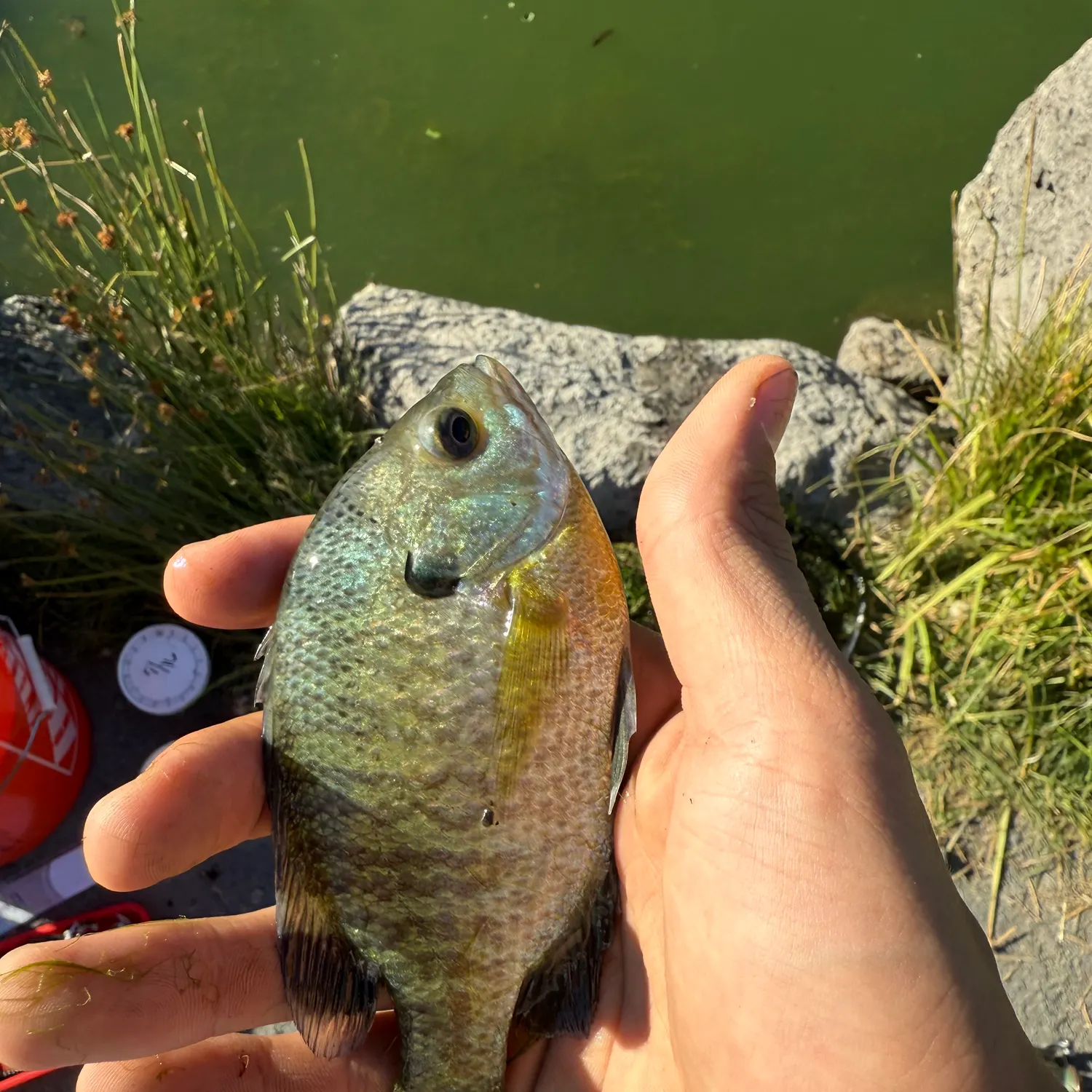 The most recent Bluegill catches on Fishbrain