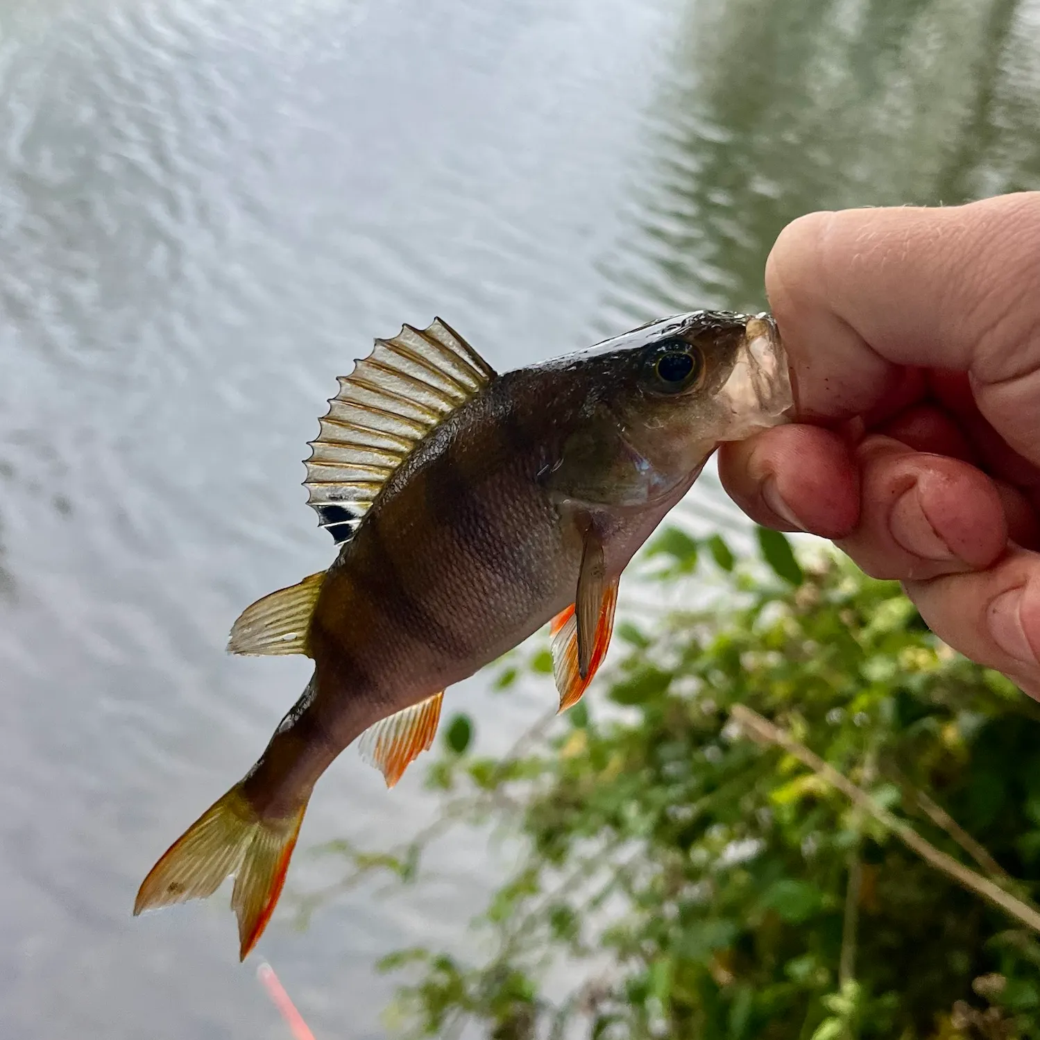 European perch caught on Fishbrain