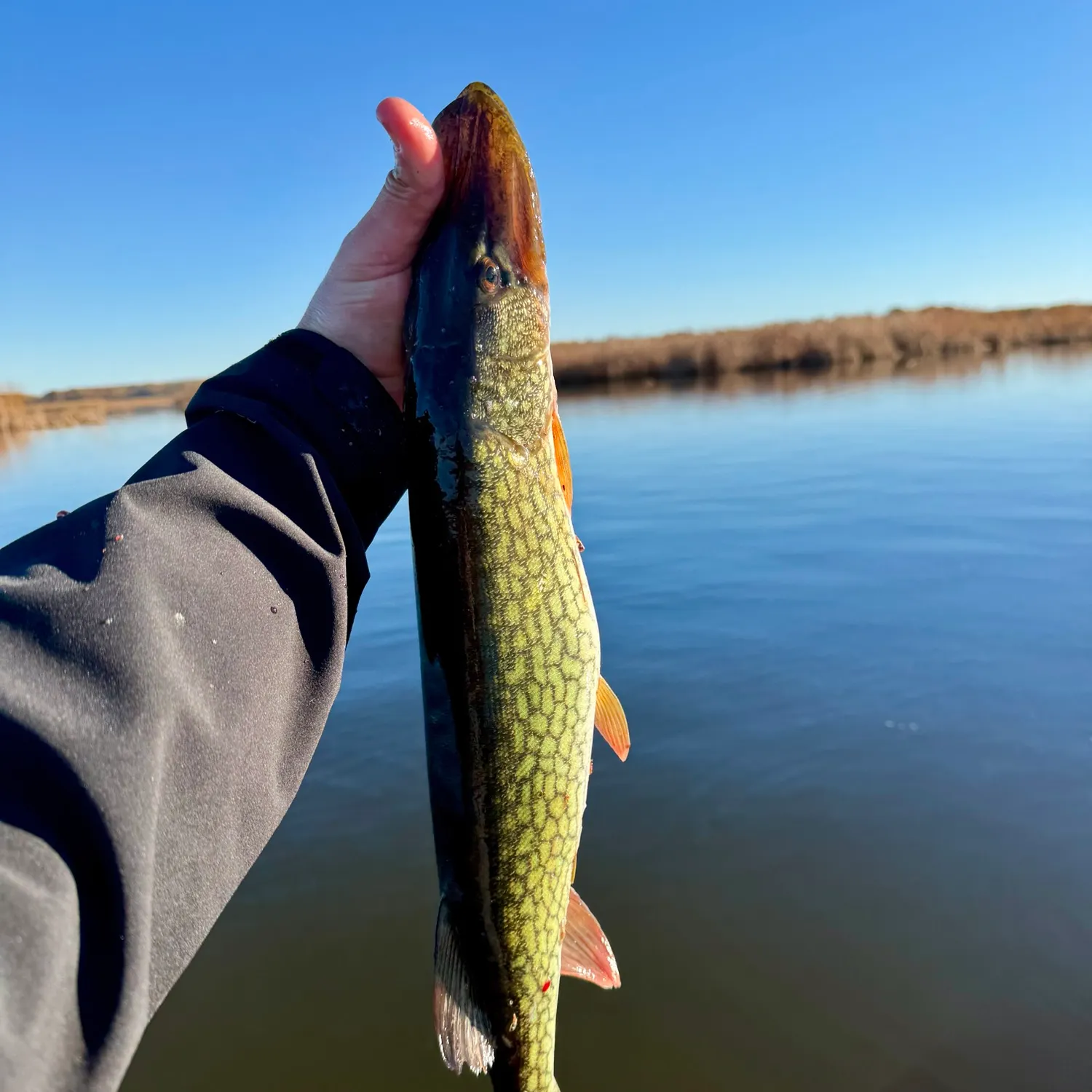 Northern pike caught on Fishbrain