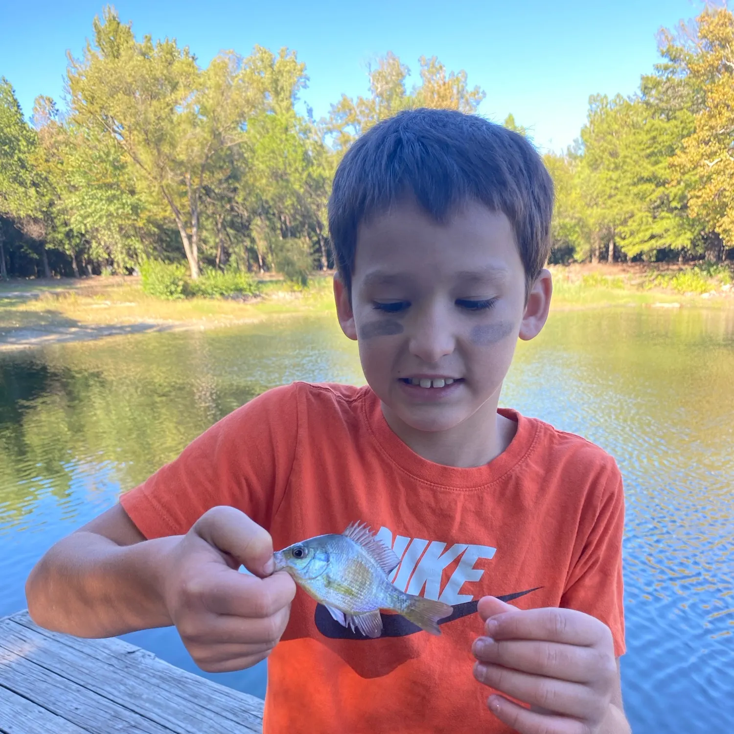 Bluegill caught on Fishbrain