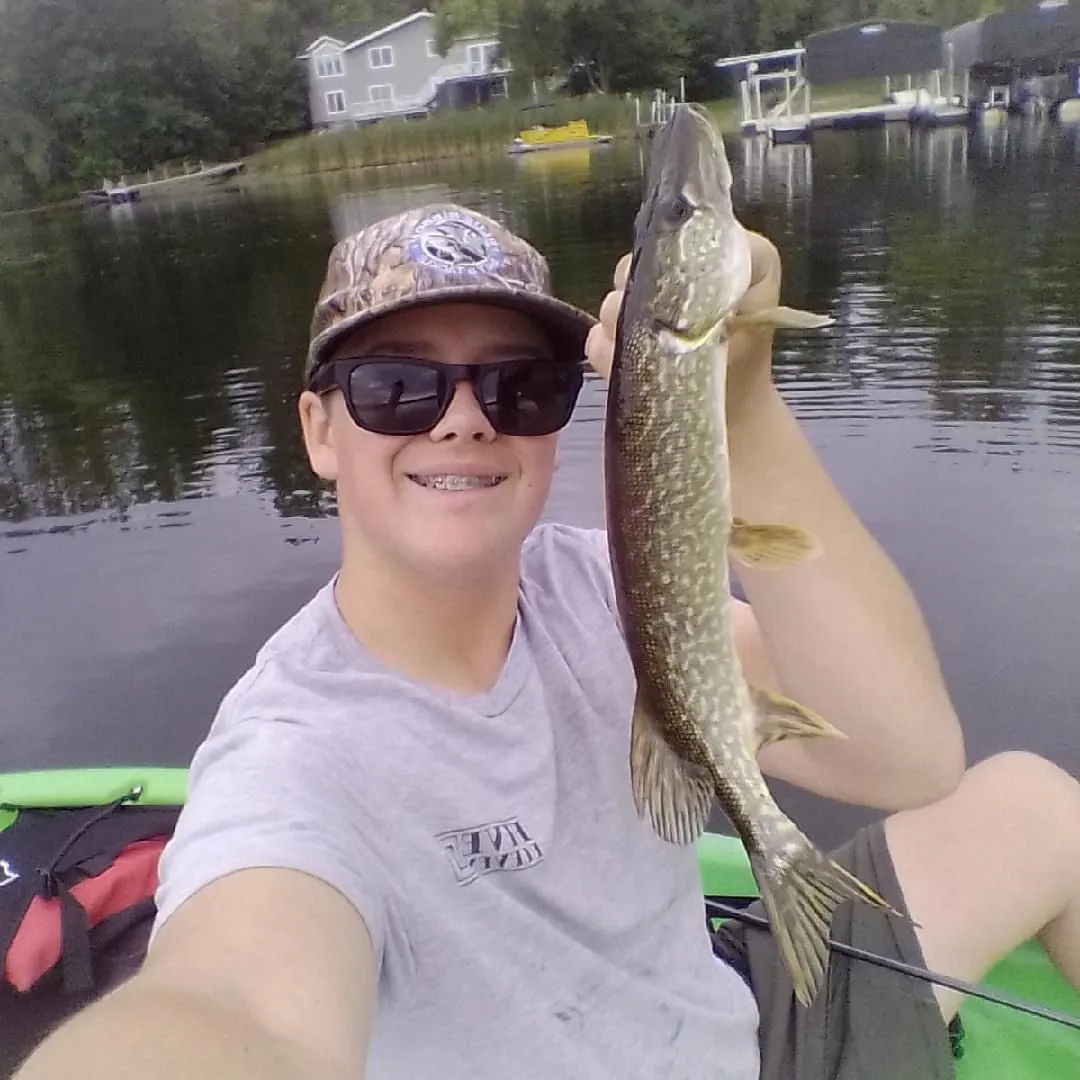 Northern pike caught on Fishbrain