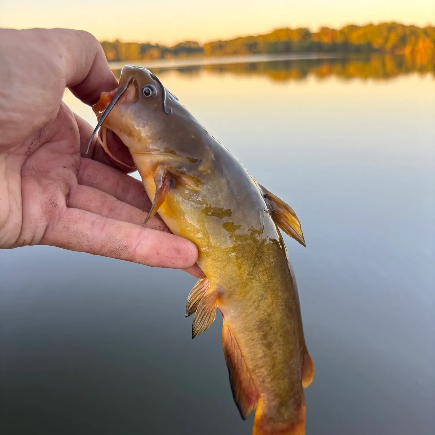 Yellow bullhead caught on Fishbrain