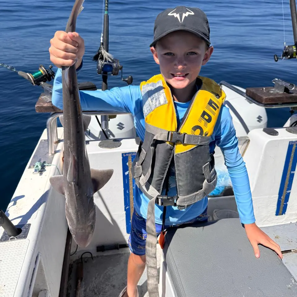 The most recent Dusky smooth-hound catches on Fishbrain